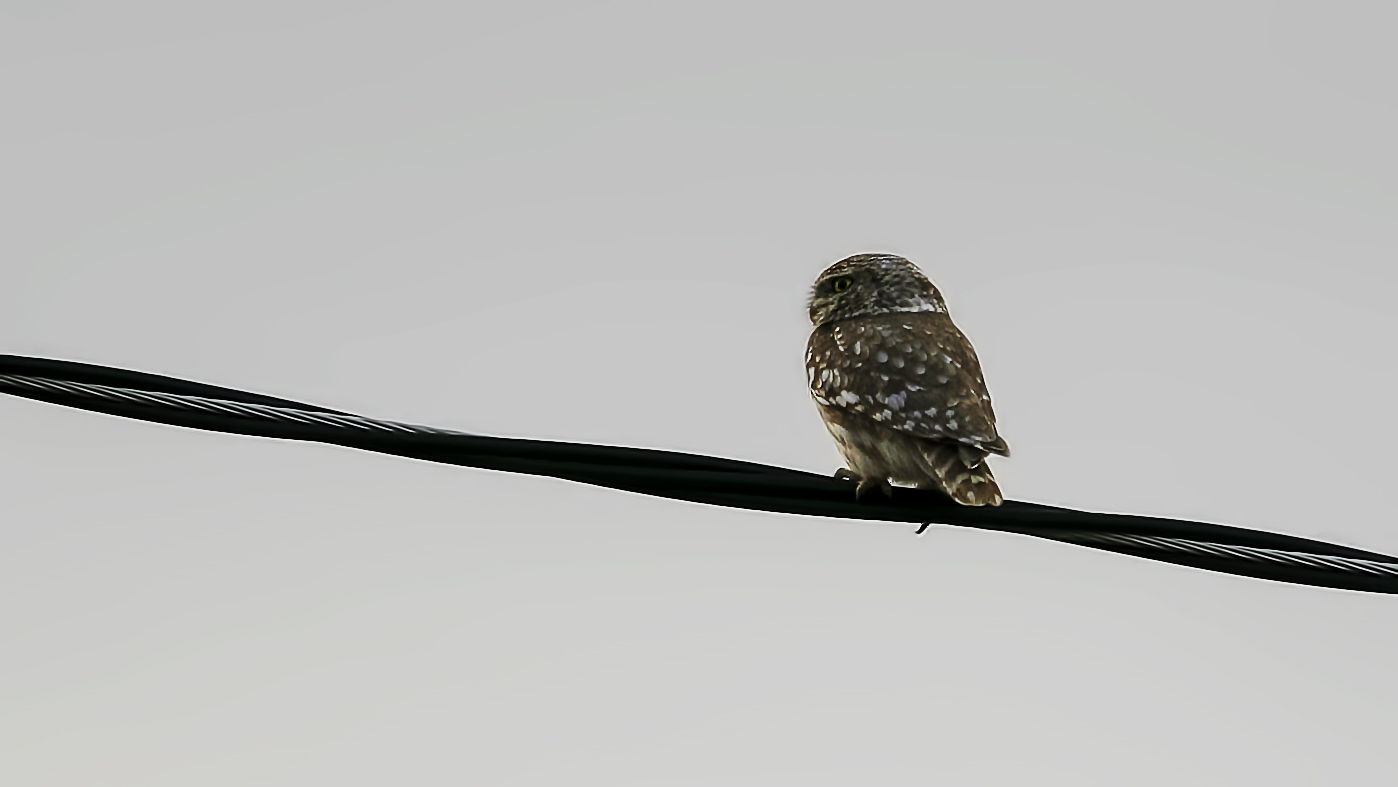 Little Owl