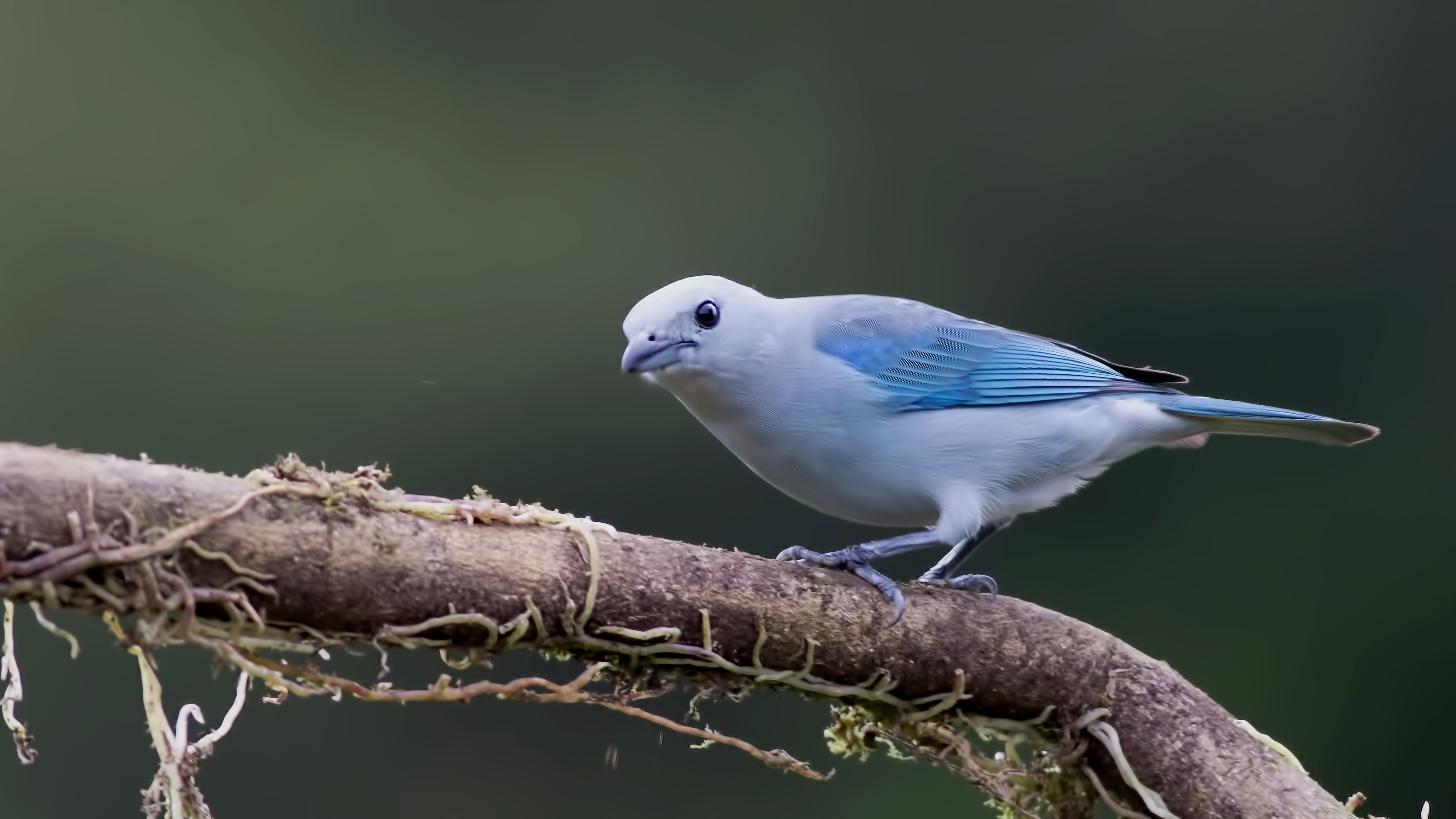 Blue-gray Tanager