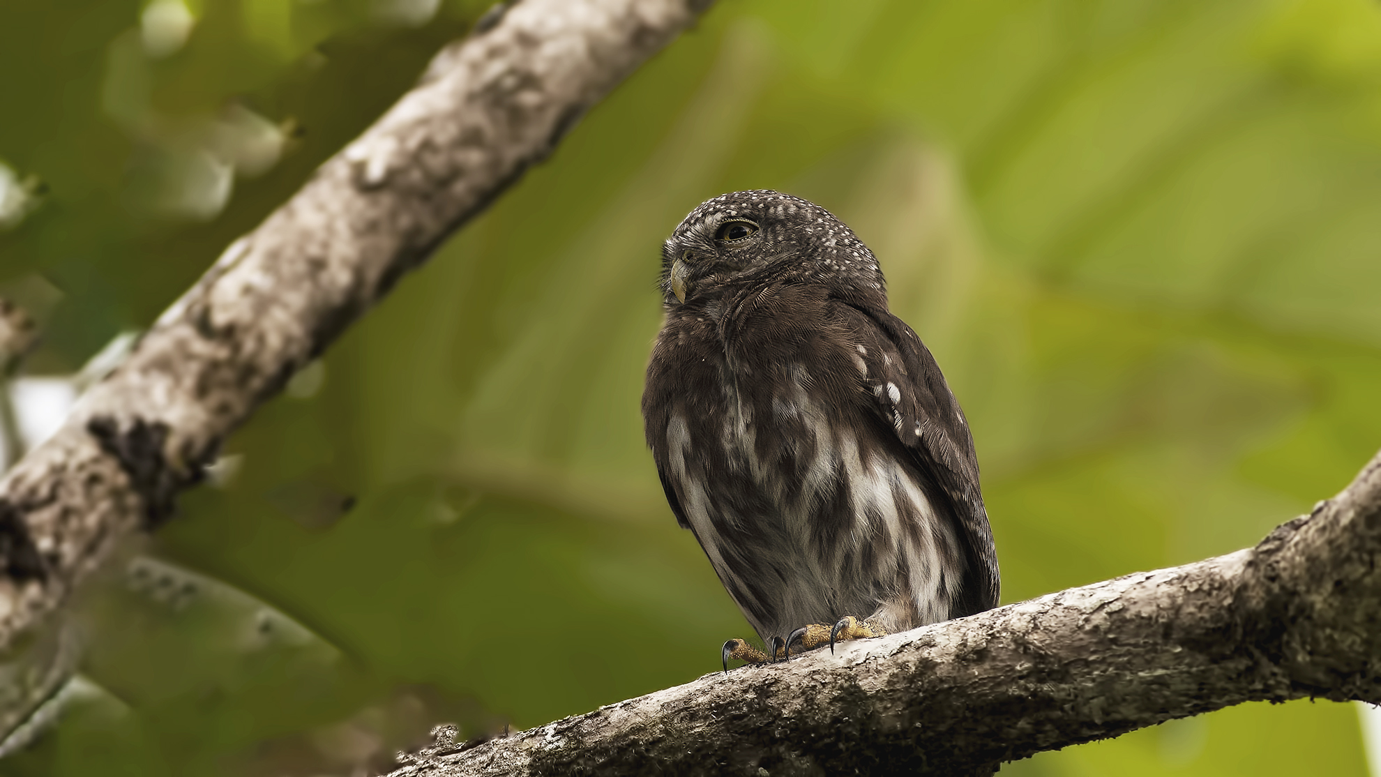Ferruginous Pygmy-Owl