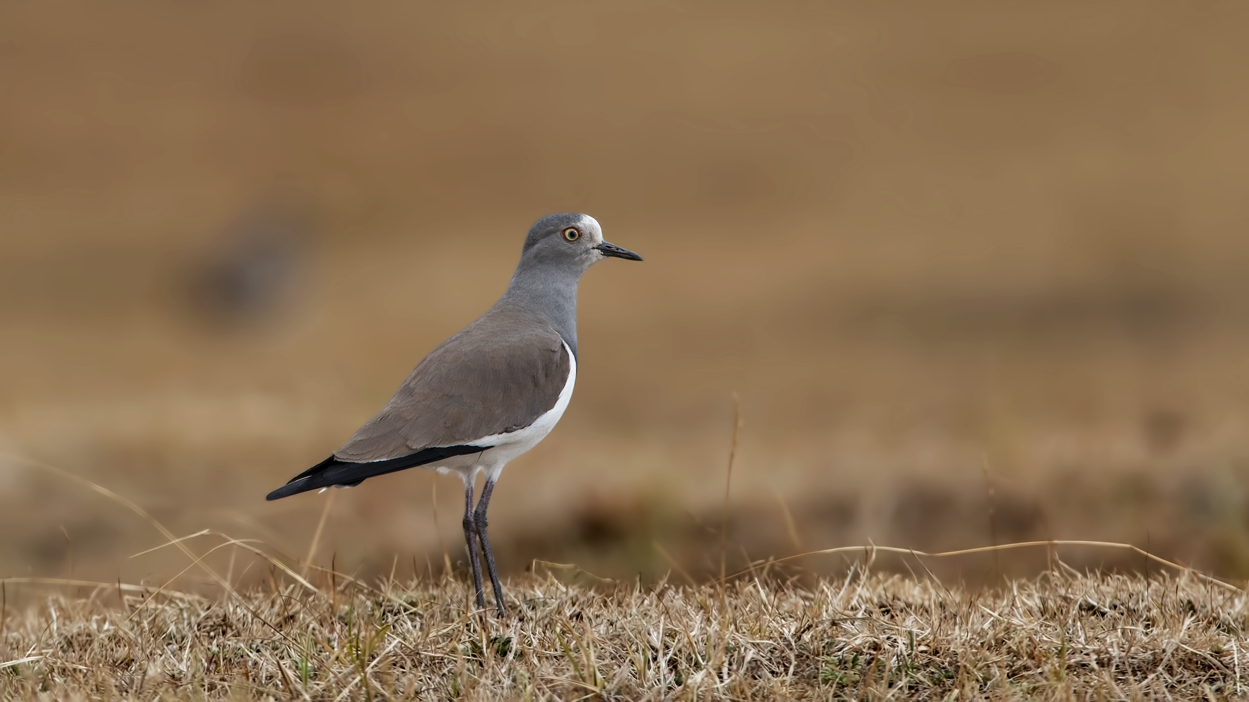 Black-headed Lapwing — Ana fotoğraf