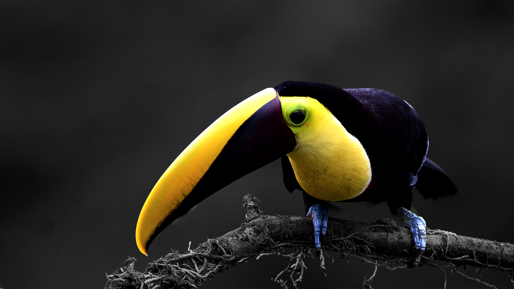 Yellow-throated Toucan