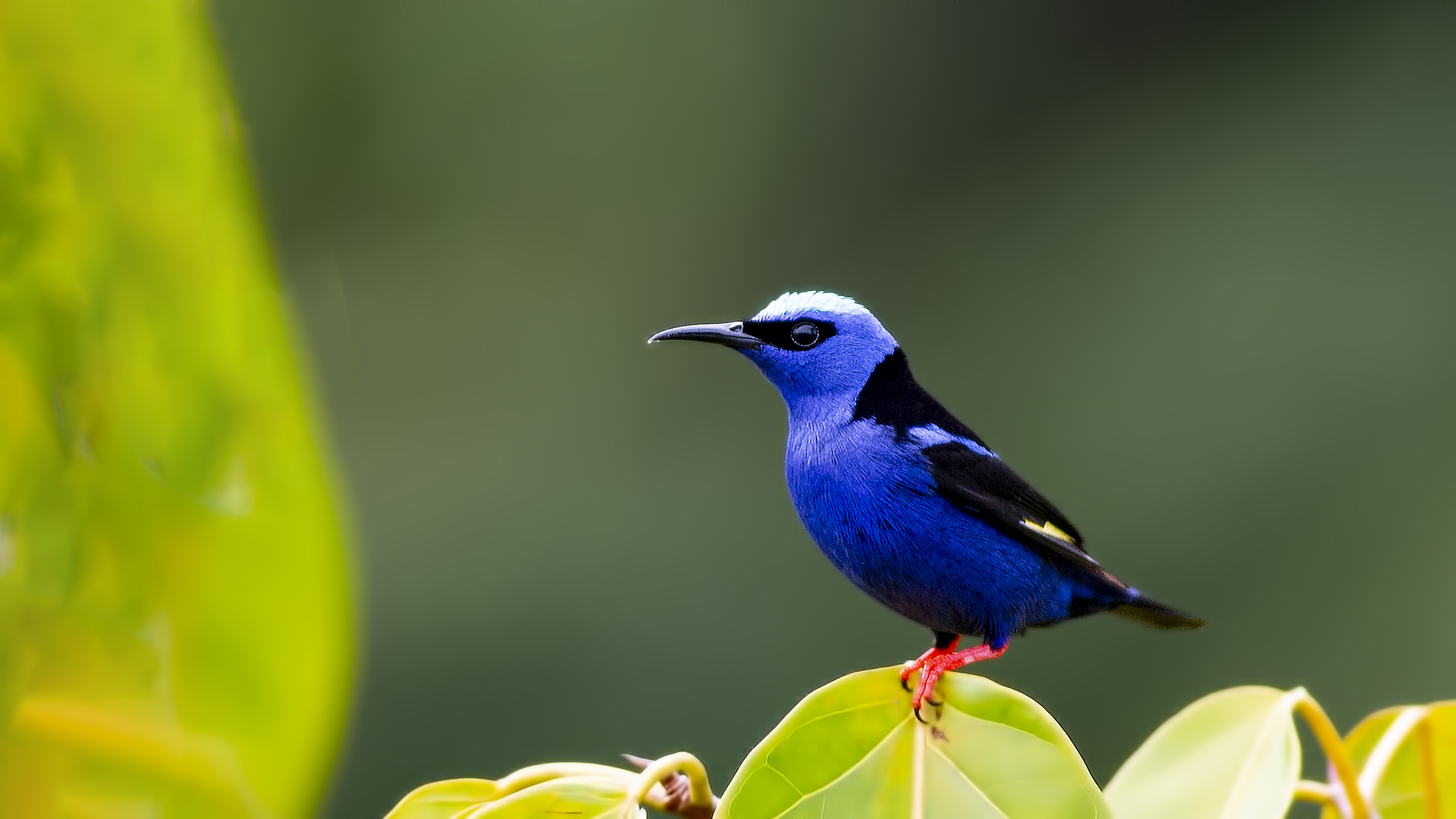 Red-legged Honeycreeper