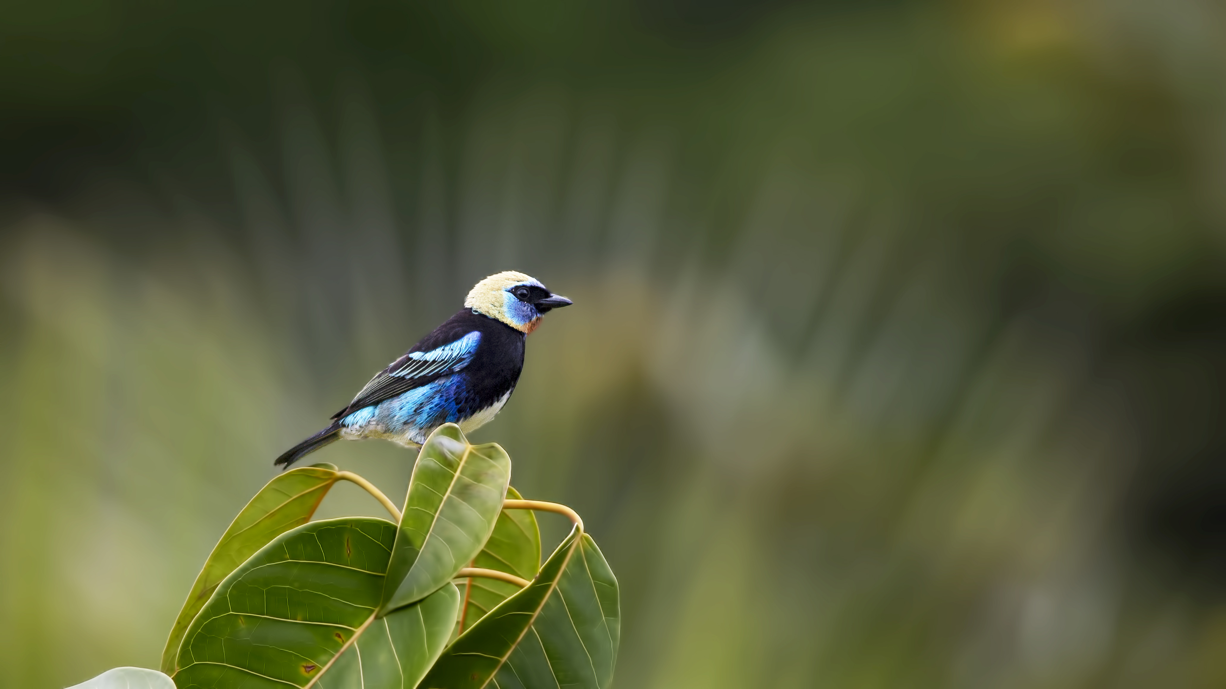Golden-hooded Tanager