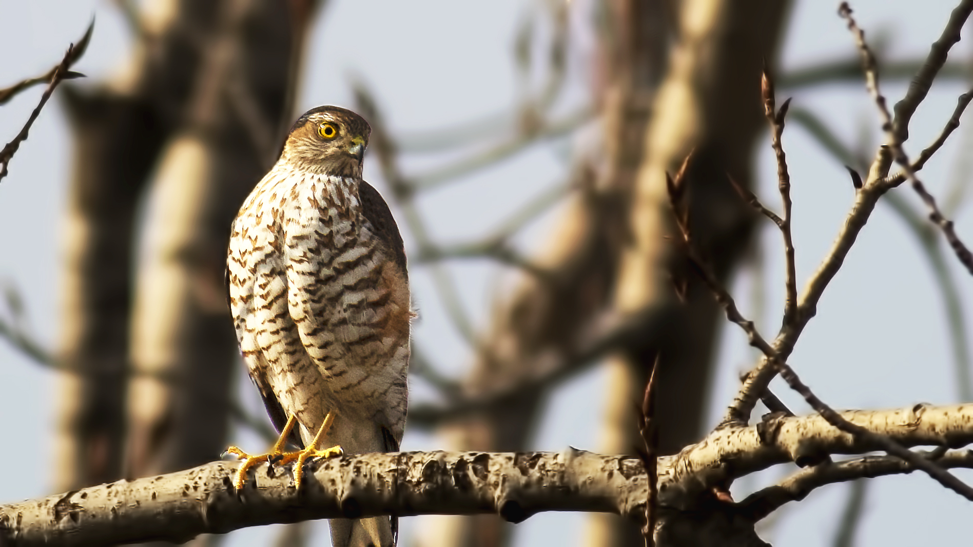 Eurasian Sparrowhawk