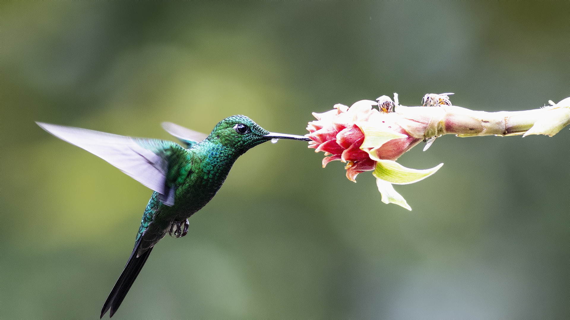 Green-crowned Brilliant