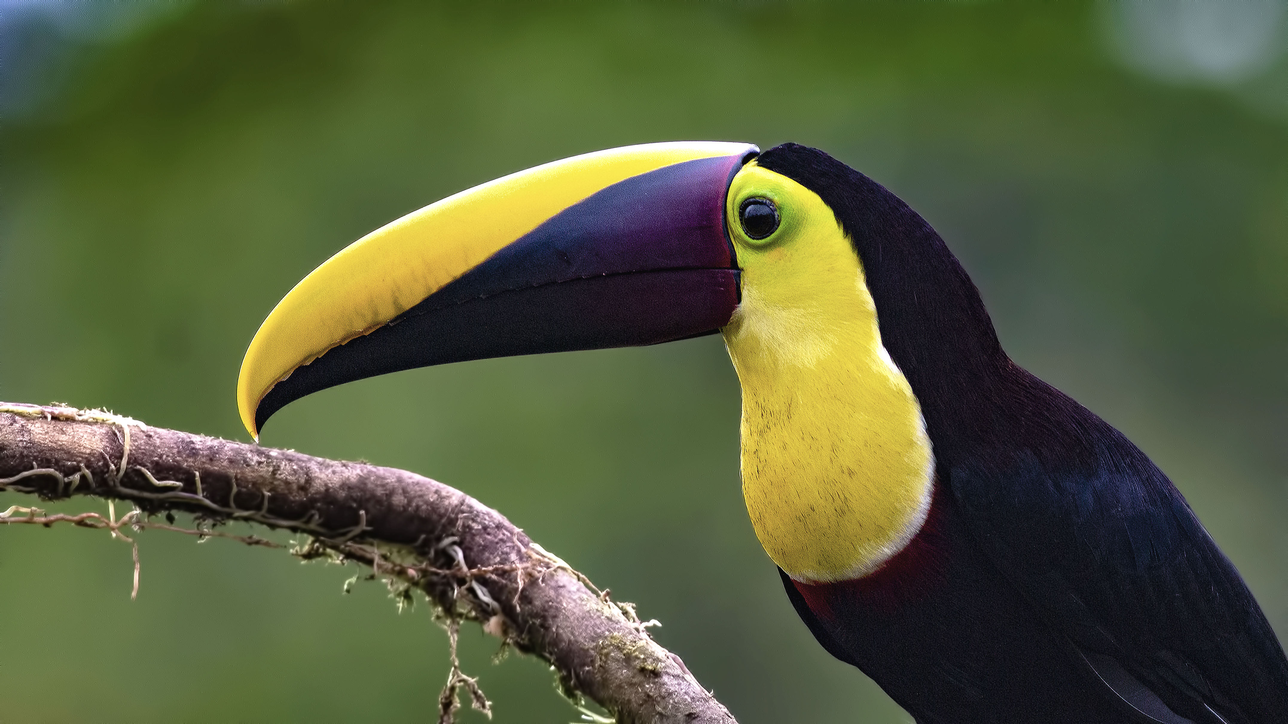 Yellow-throated Toucan