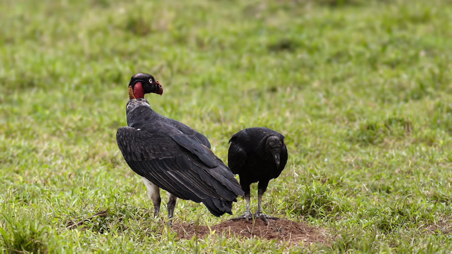 King Vulture