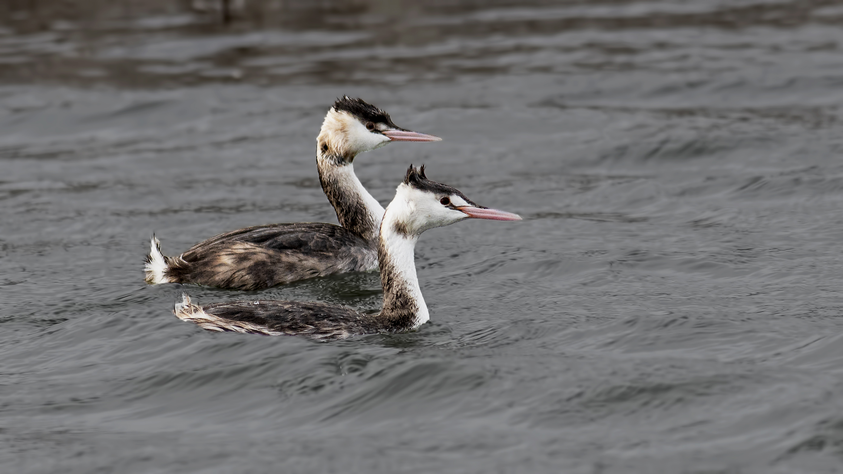 Great Crested Grebe — Ana fotoğraf