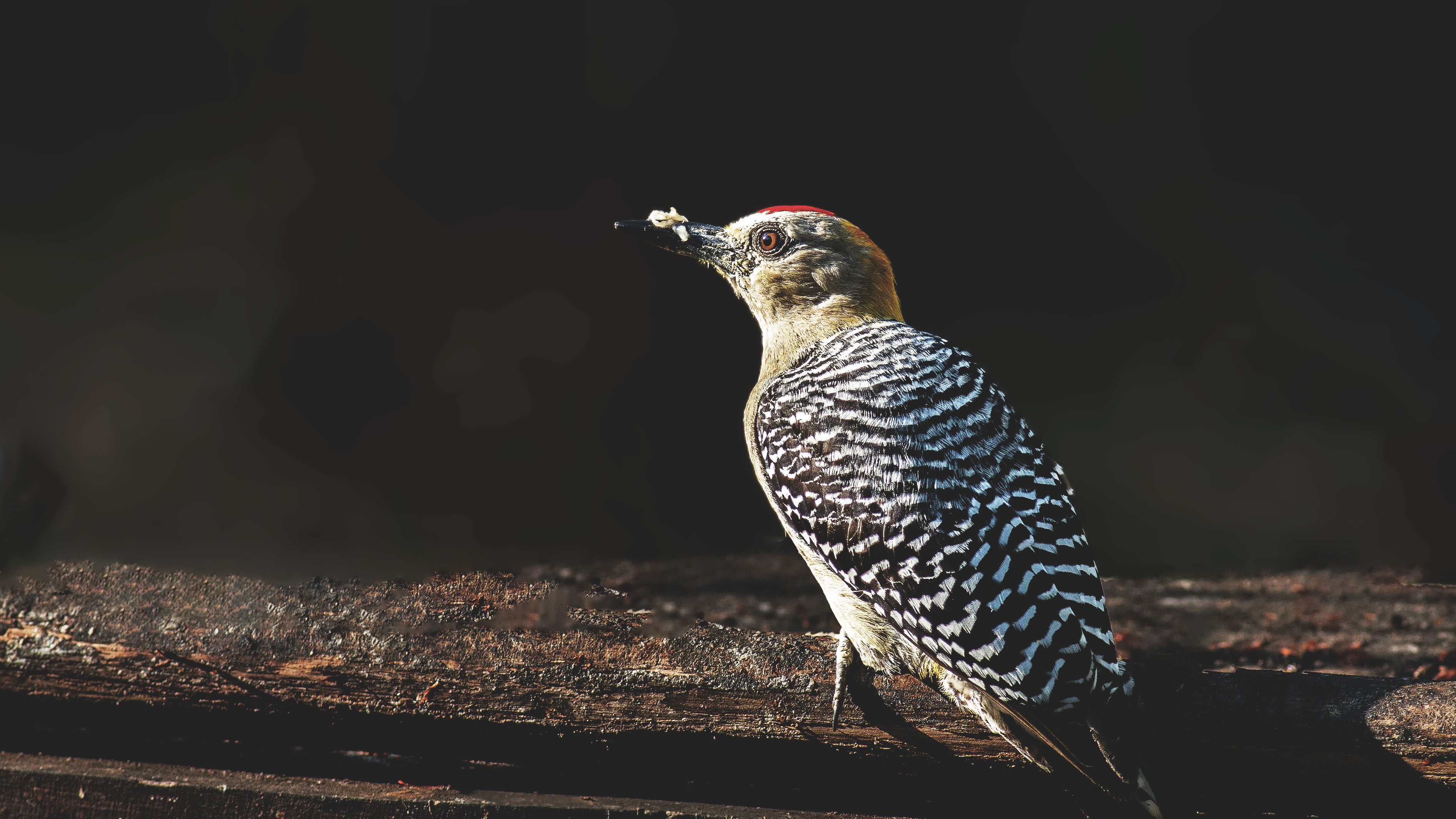 Hoffmann's Woodpecker