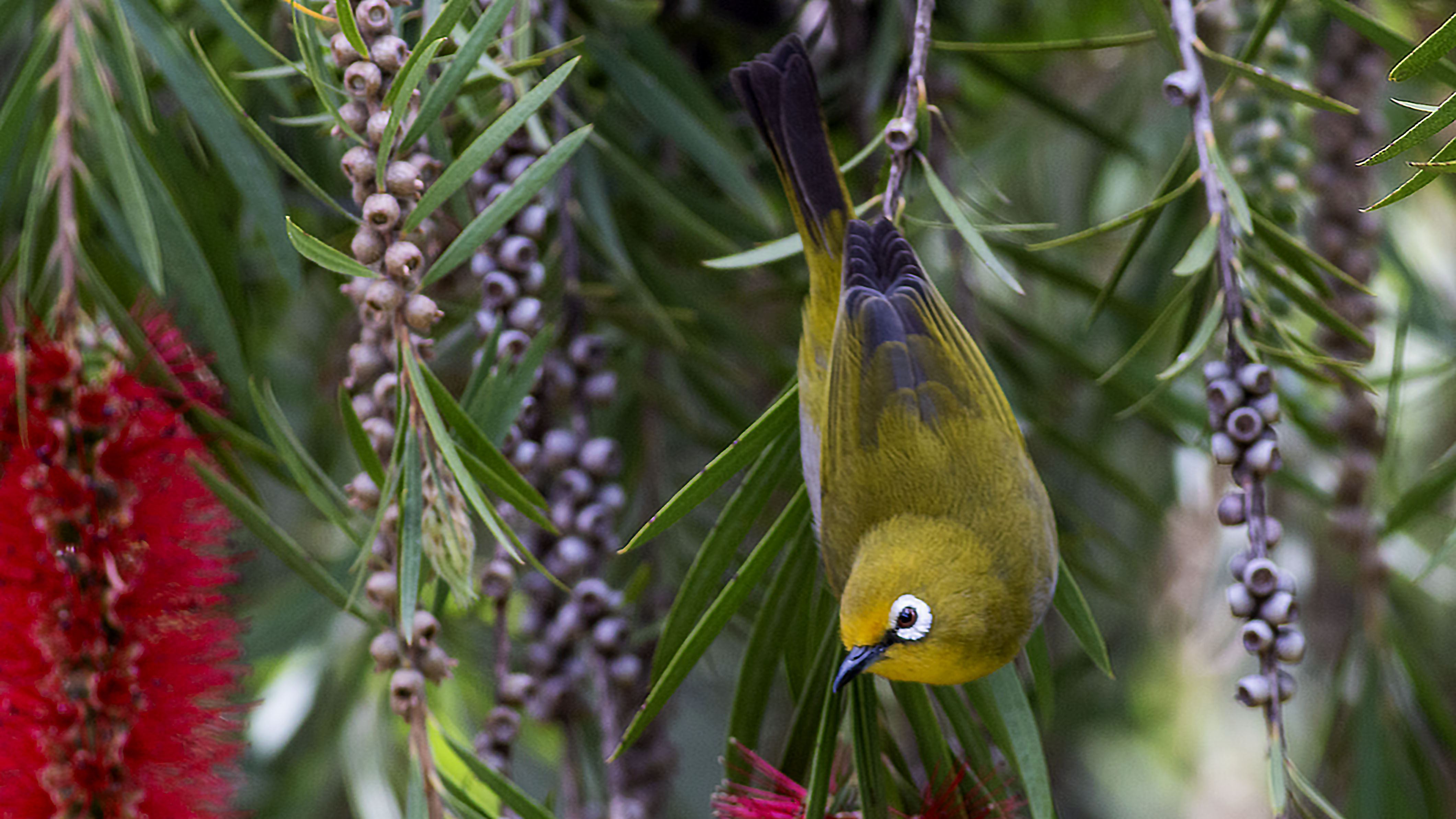 Abyssinian White-eye — Ana fotoğraf