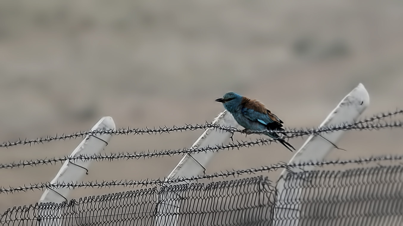 European Roller — Ana fotoğraf