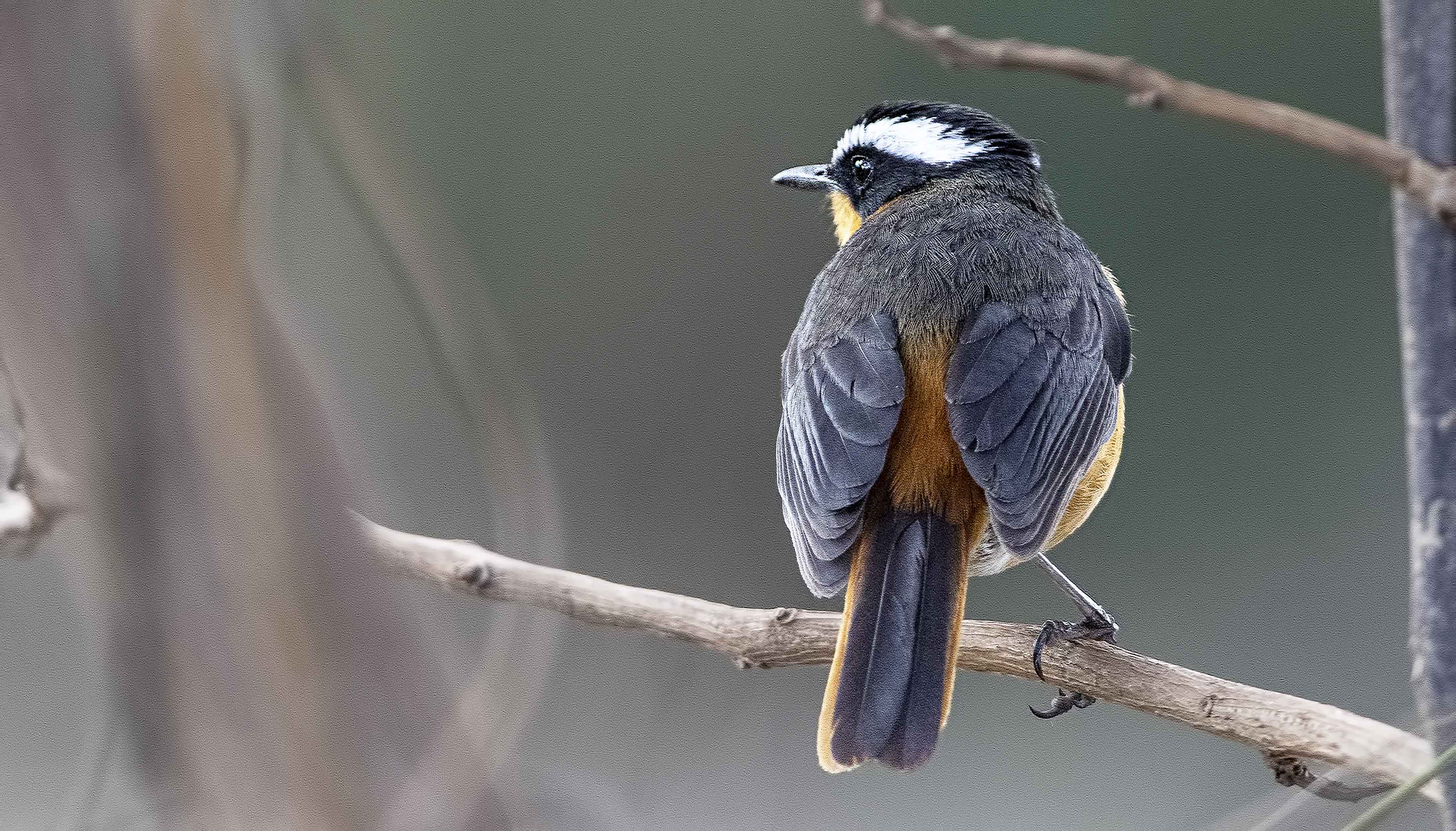 White-browed Robin-Chat