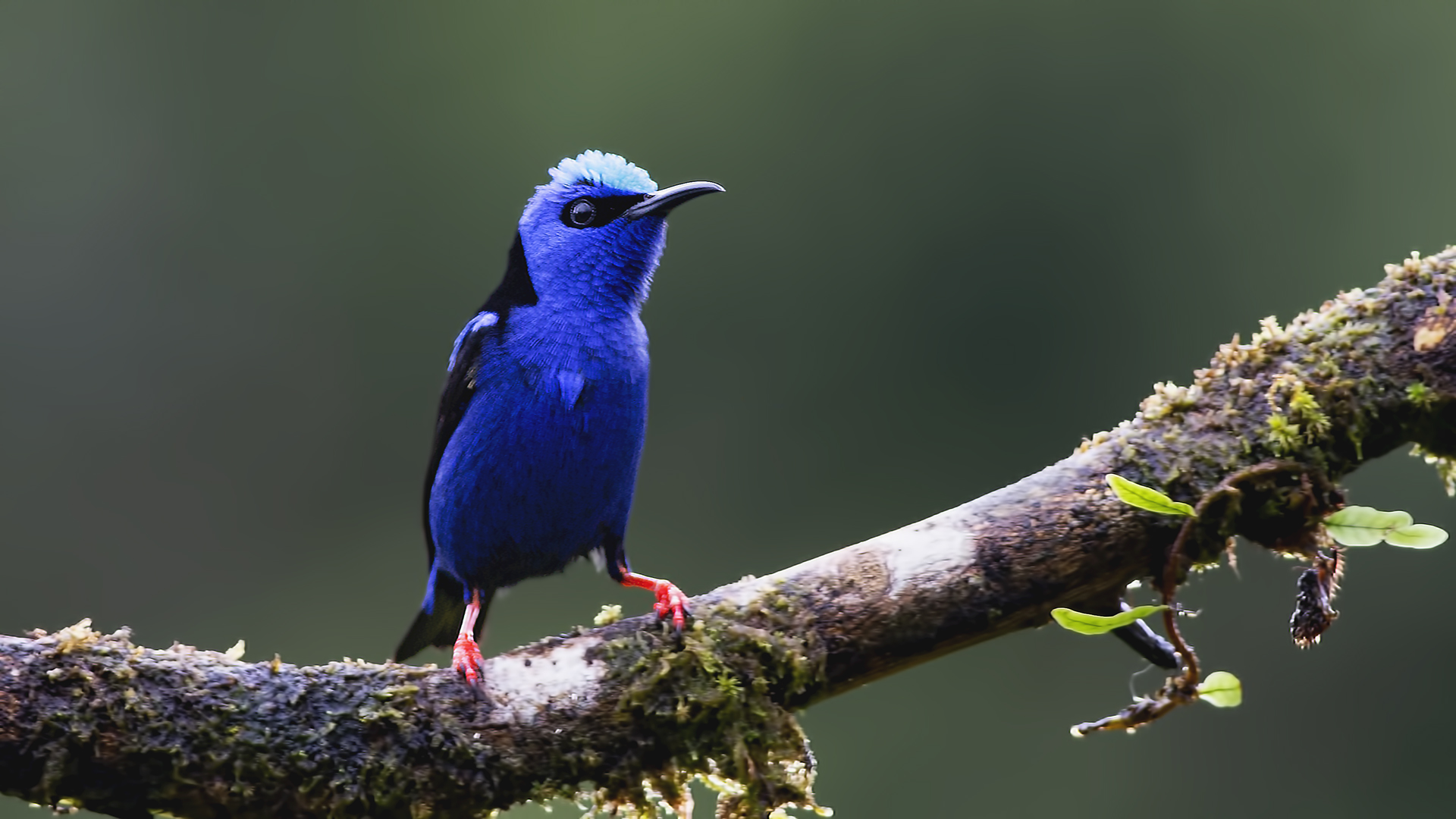 Red-legged Honeycreeper