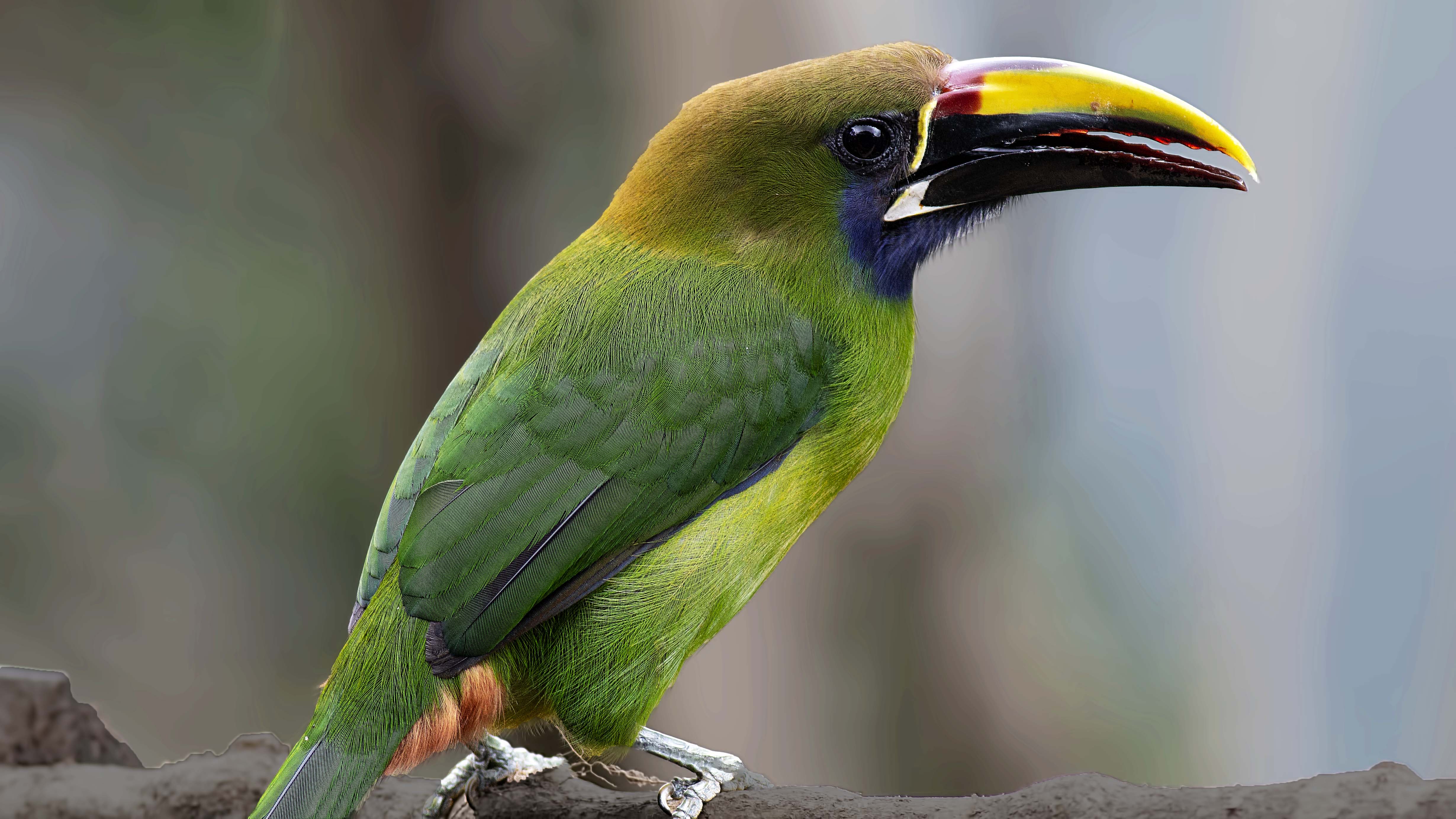 Northern Emerald-Toucanet
