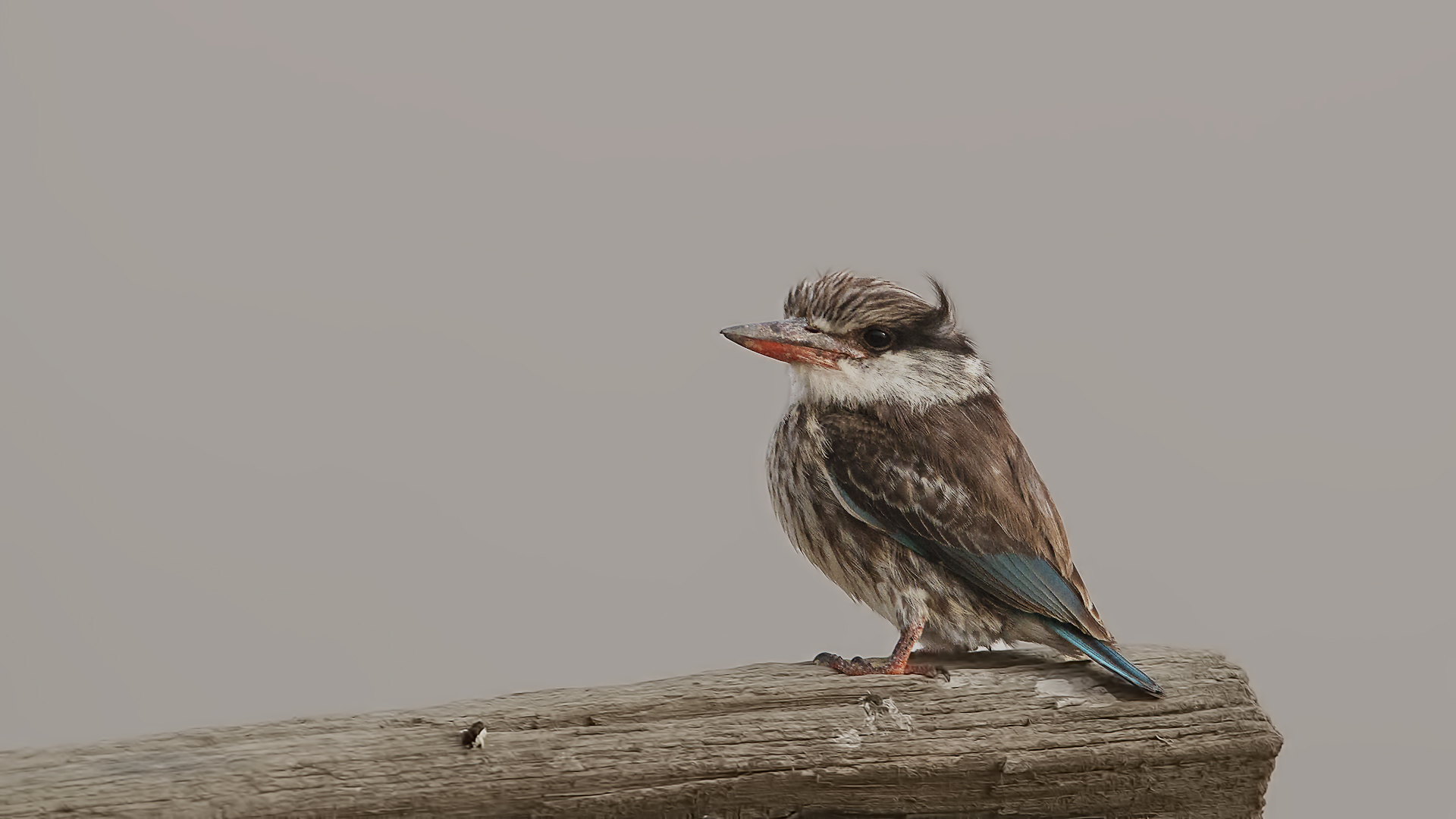 Striped Kingfisher