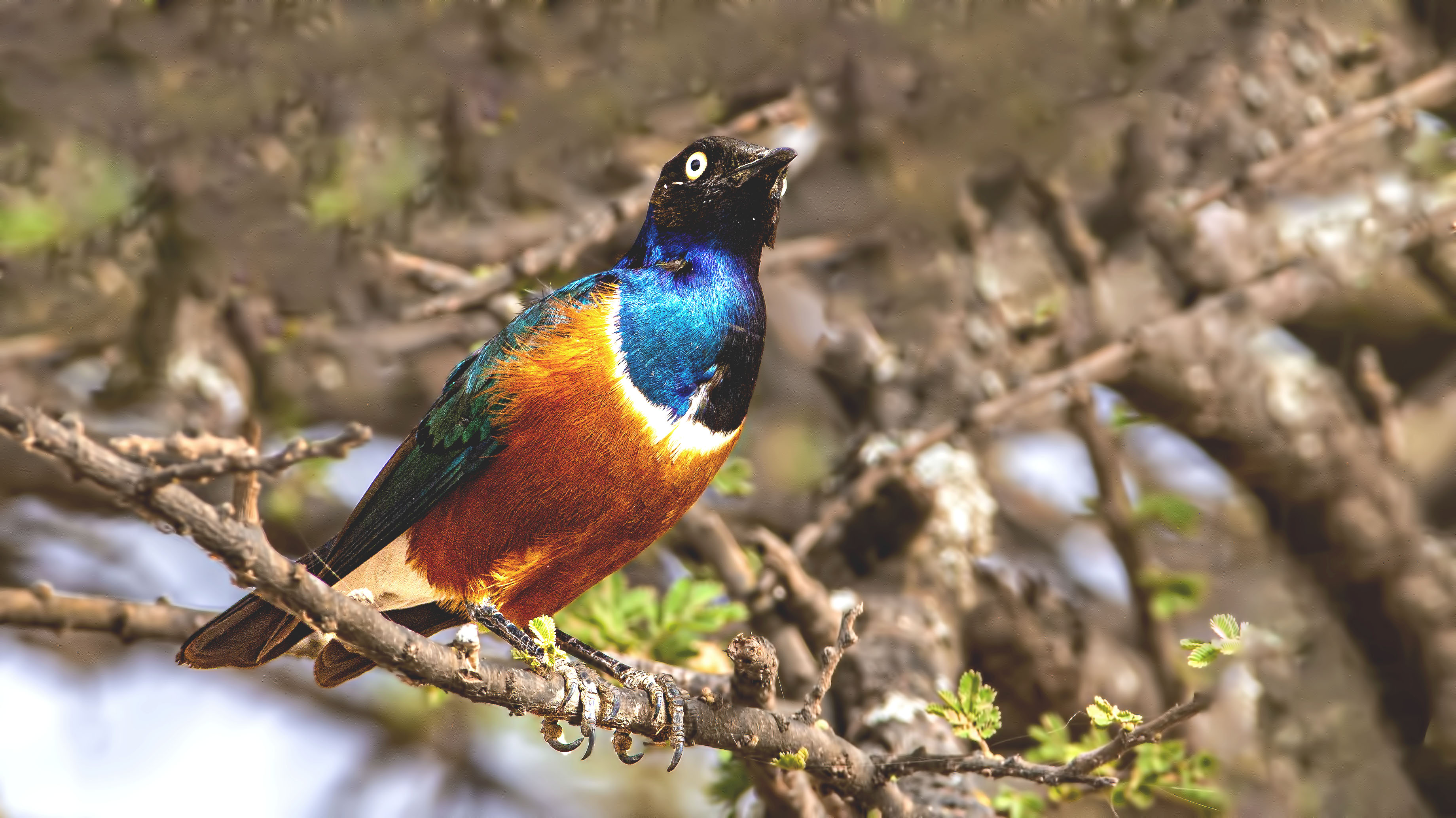 Superb Starling