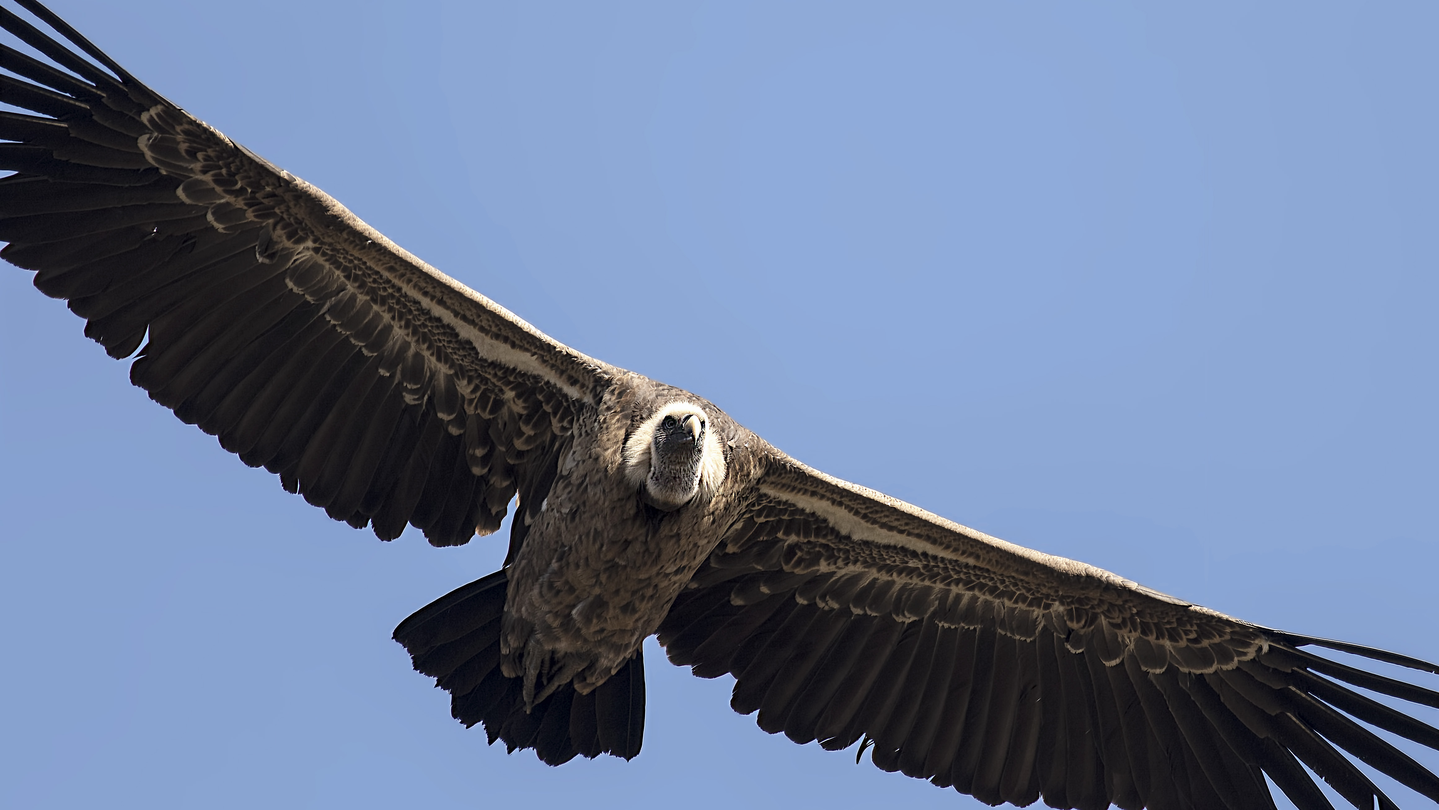 White-backed Vulture