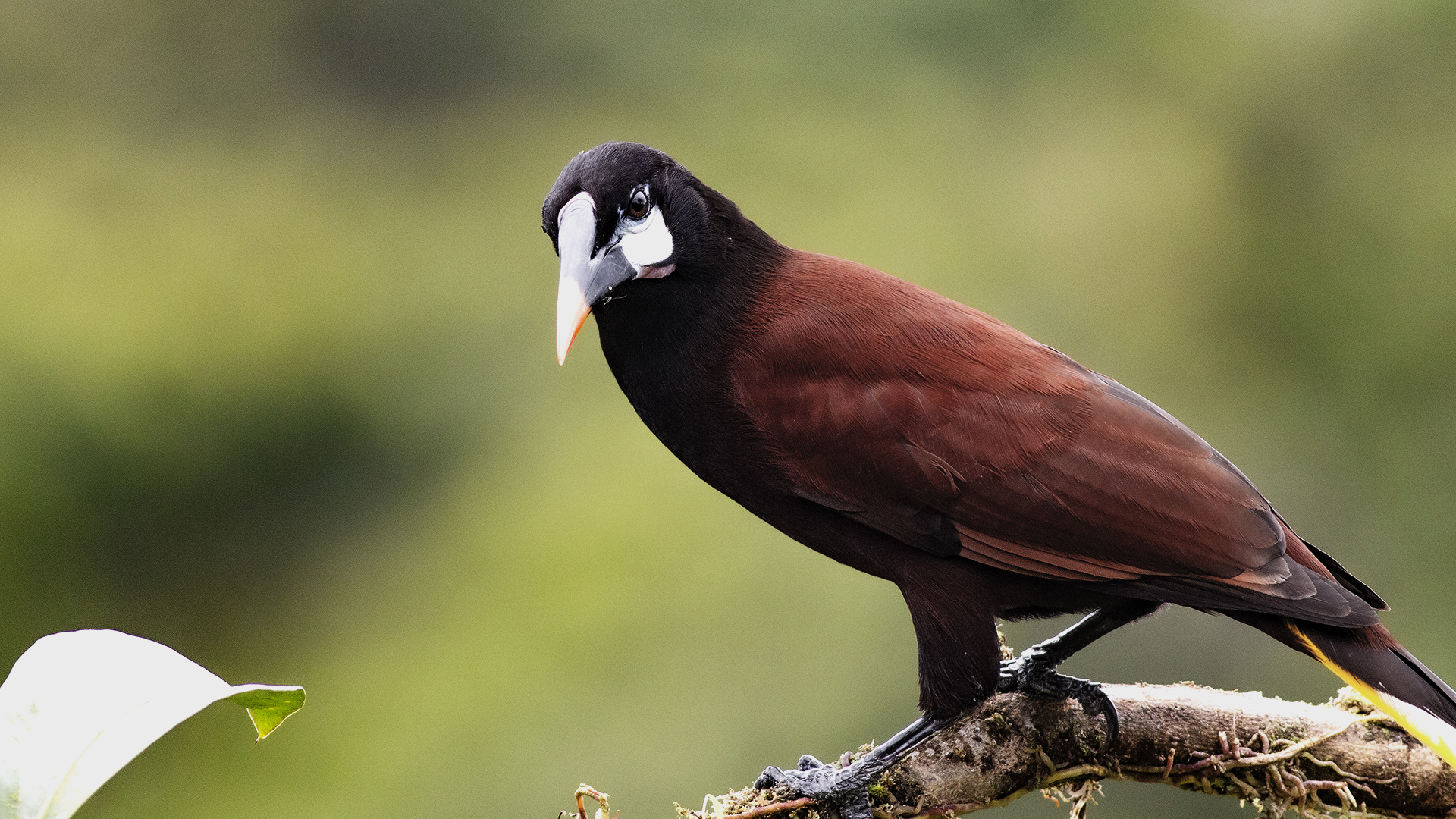 Montezuma Oropendola
