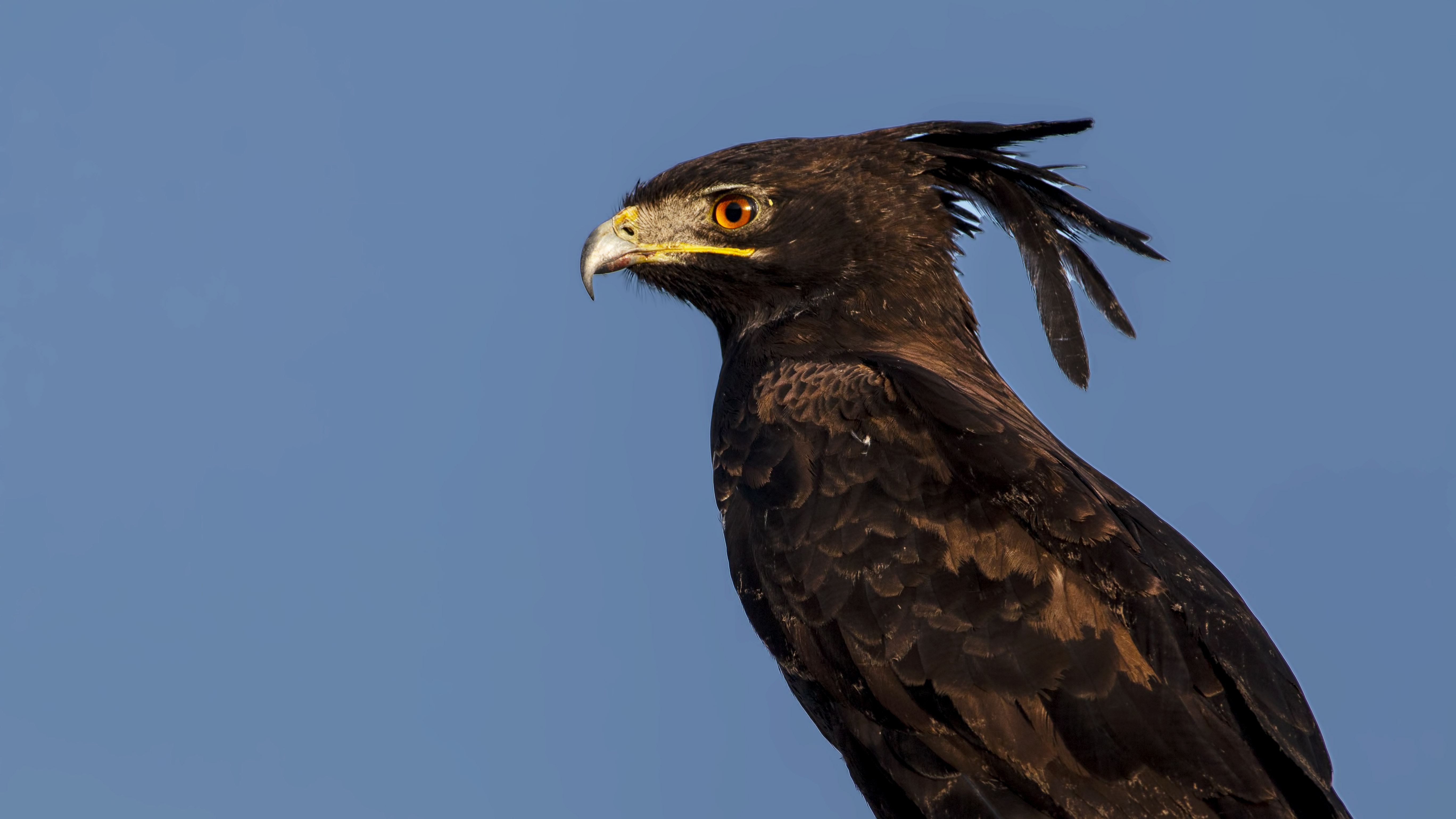 Long-crested Eagle