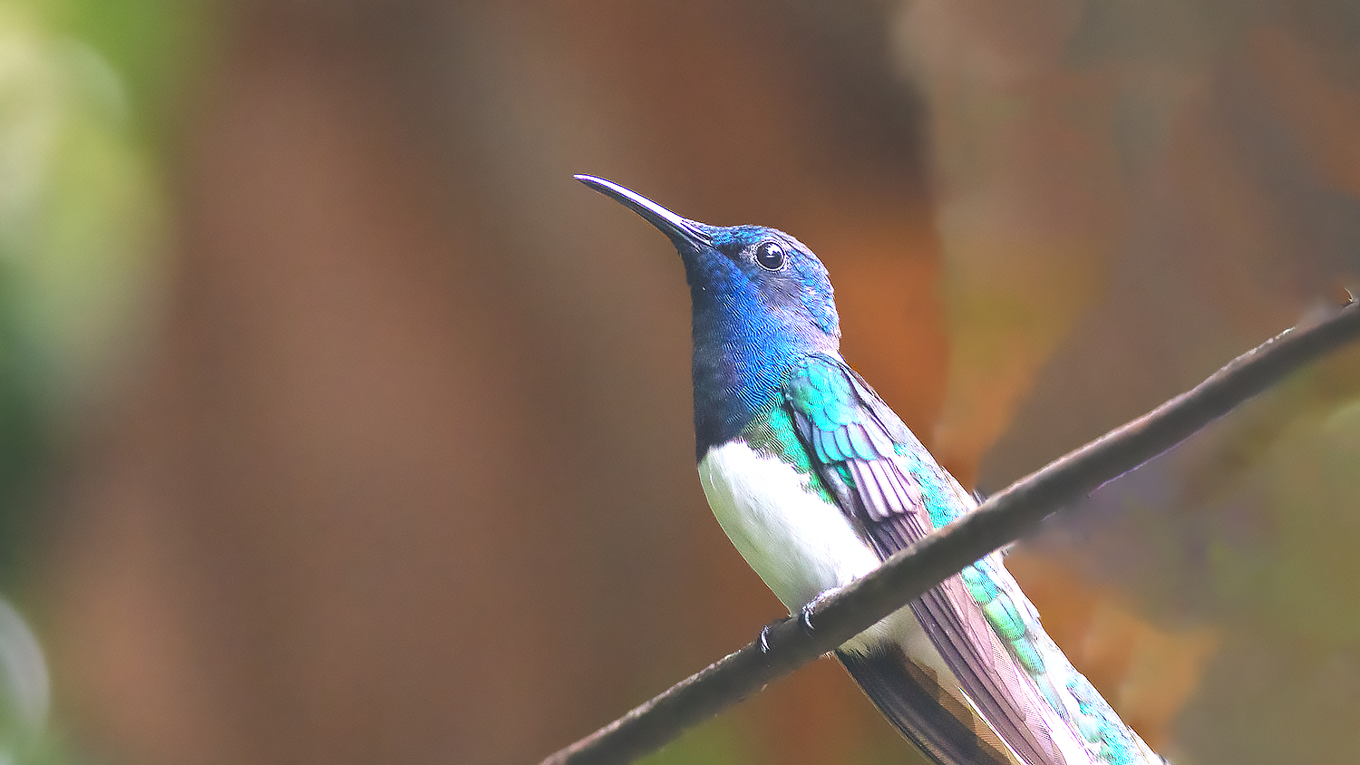 White-necked Jacobin