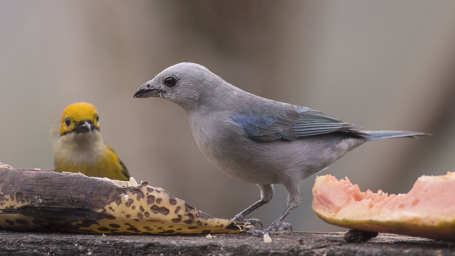 Blue-gray Tanager