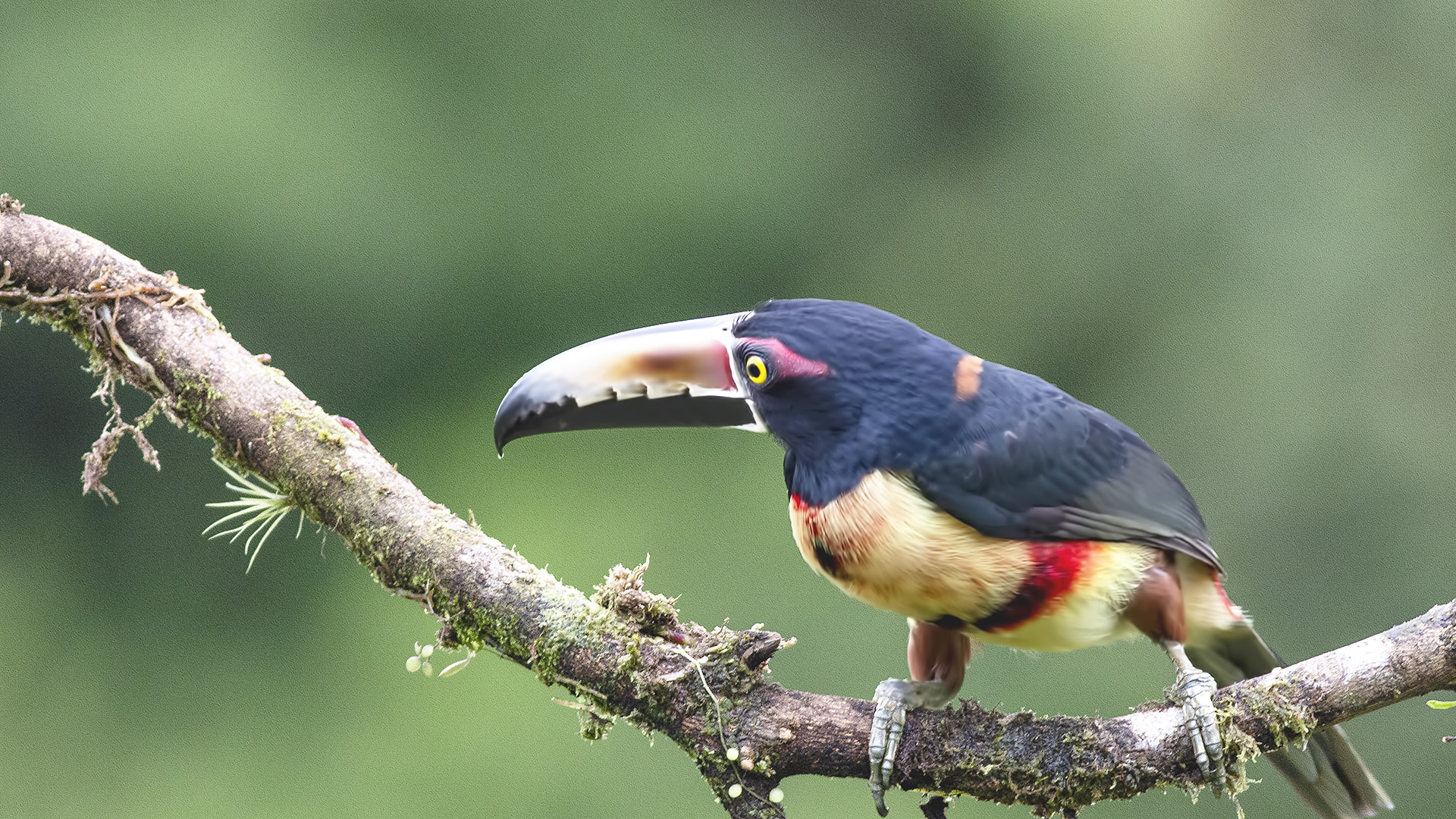 Collared Aracari