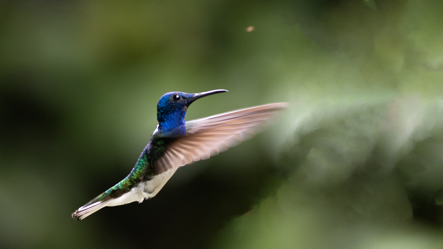 White-necked Jacobin