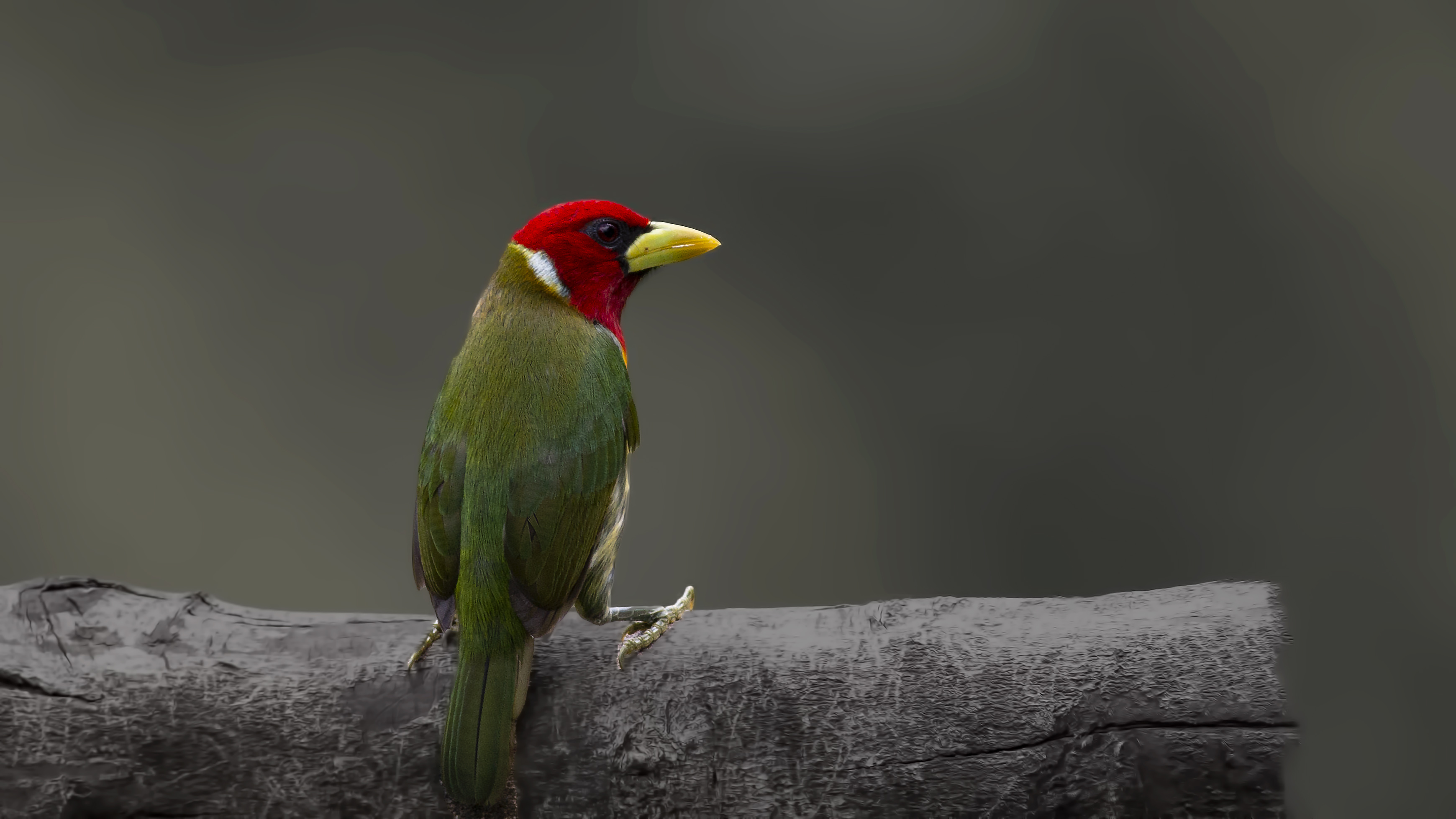 Red-headed Barbet