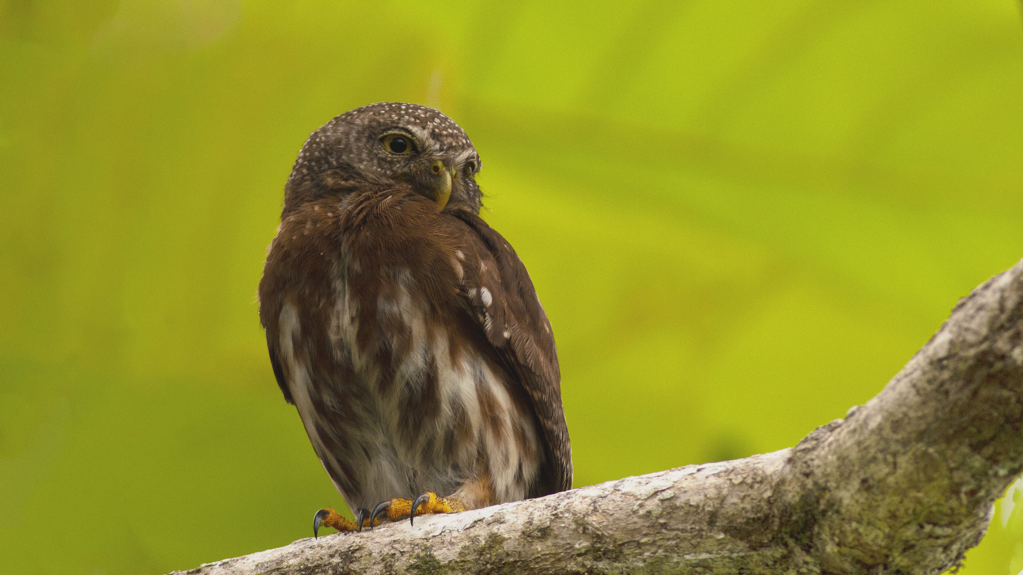 Central American Pygmy-Owl