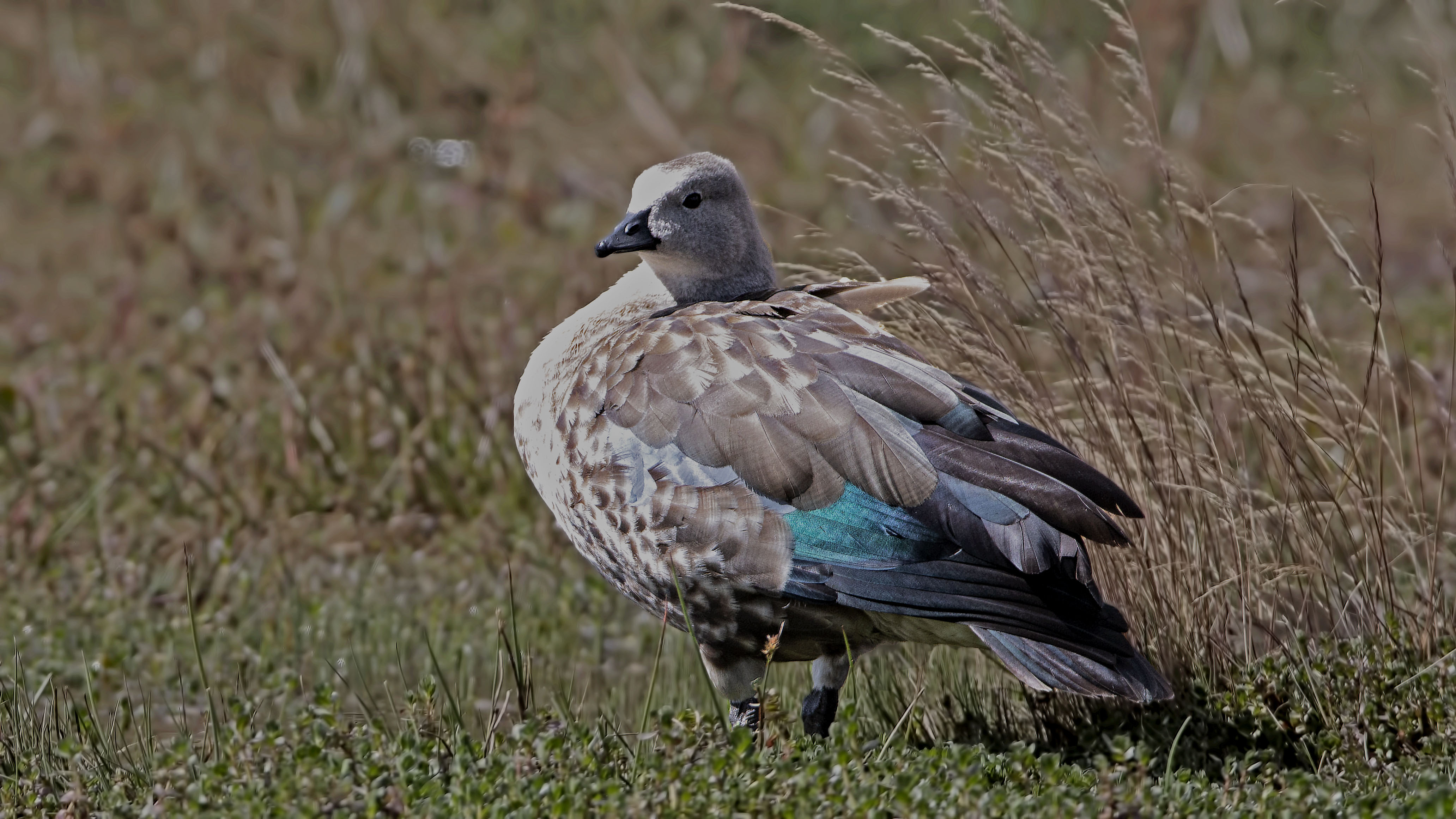 Blue-winged Goose