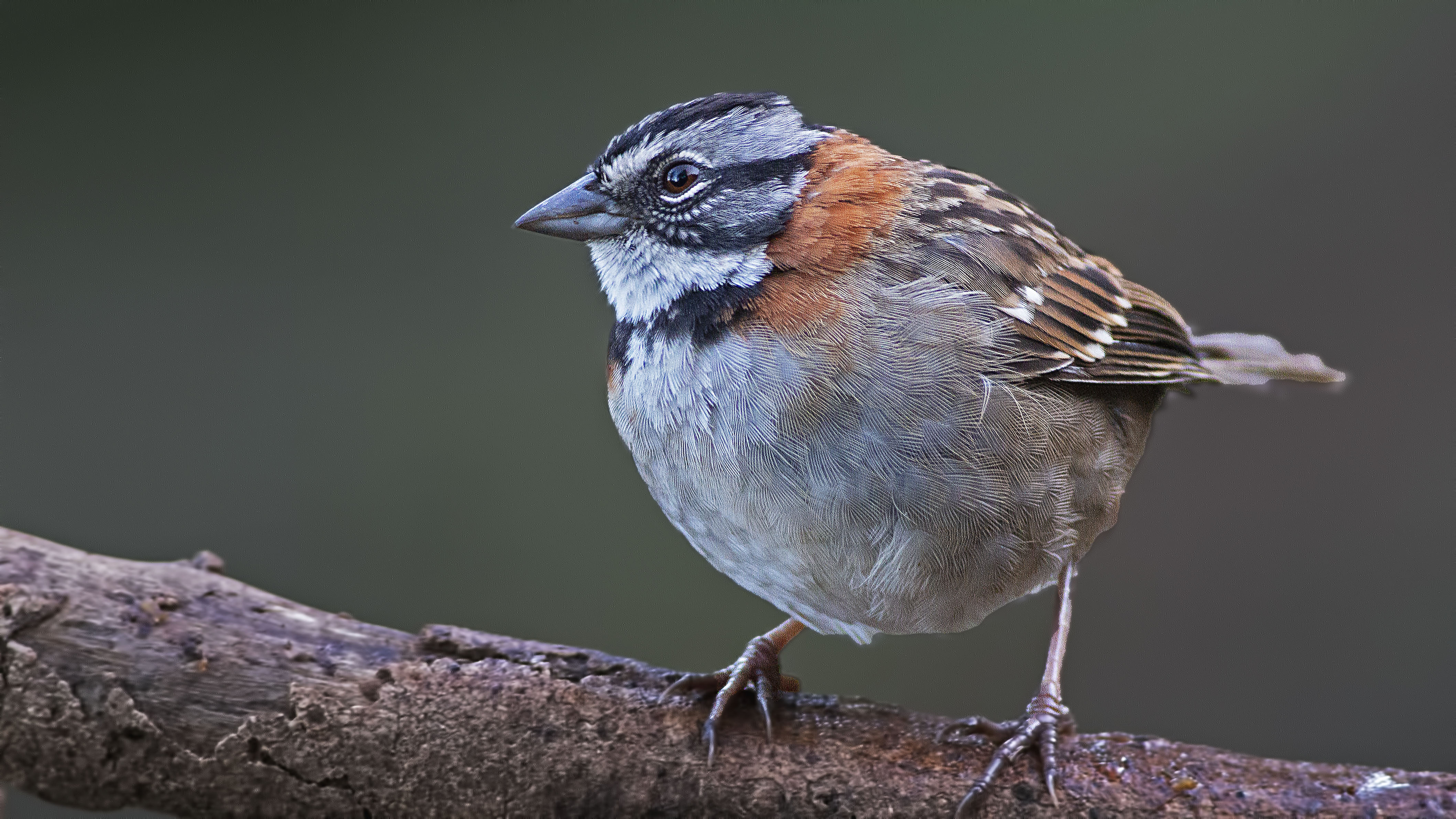 Rufous-collared Sparrow