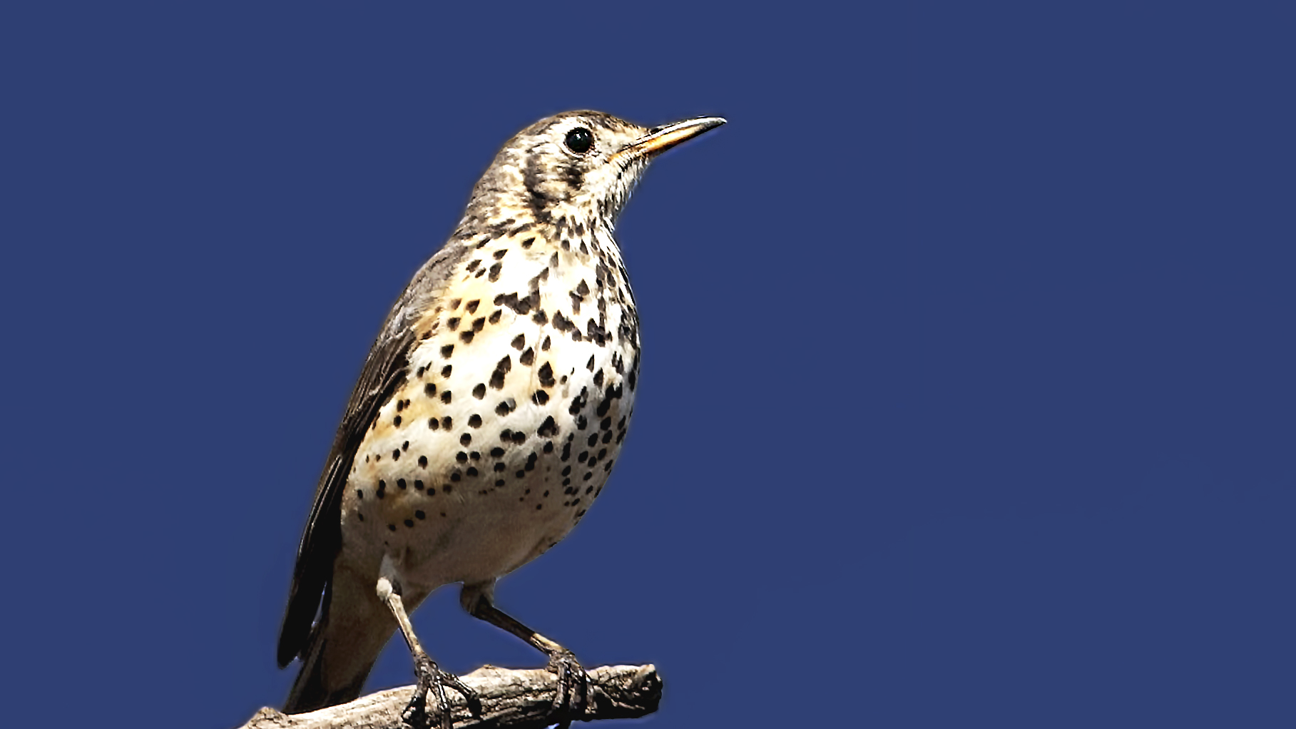 Groundscraper Thrush