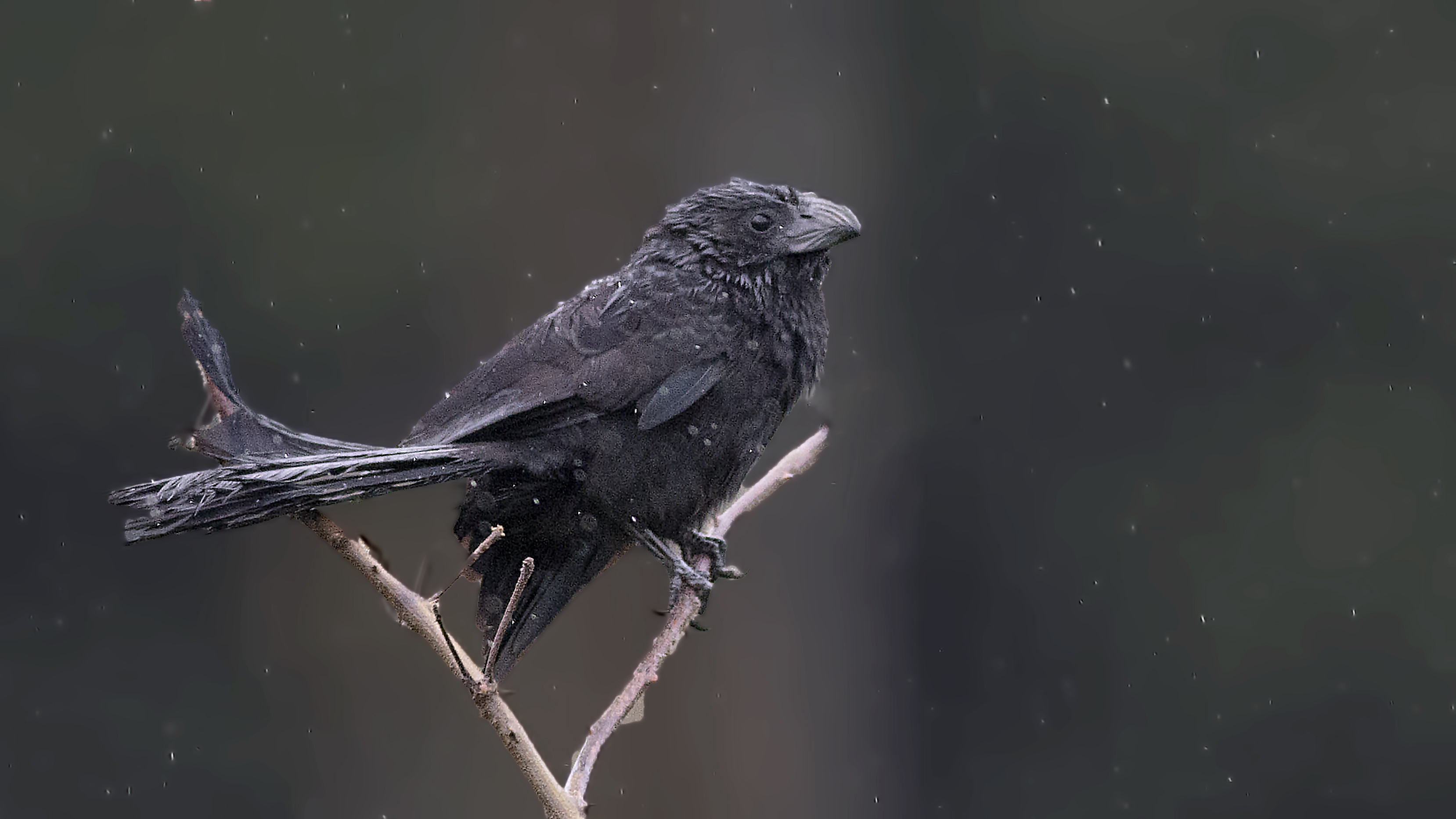 Groove-billed Ani