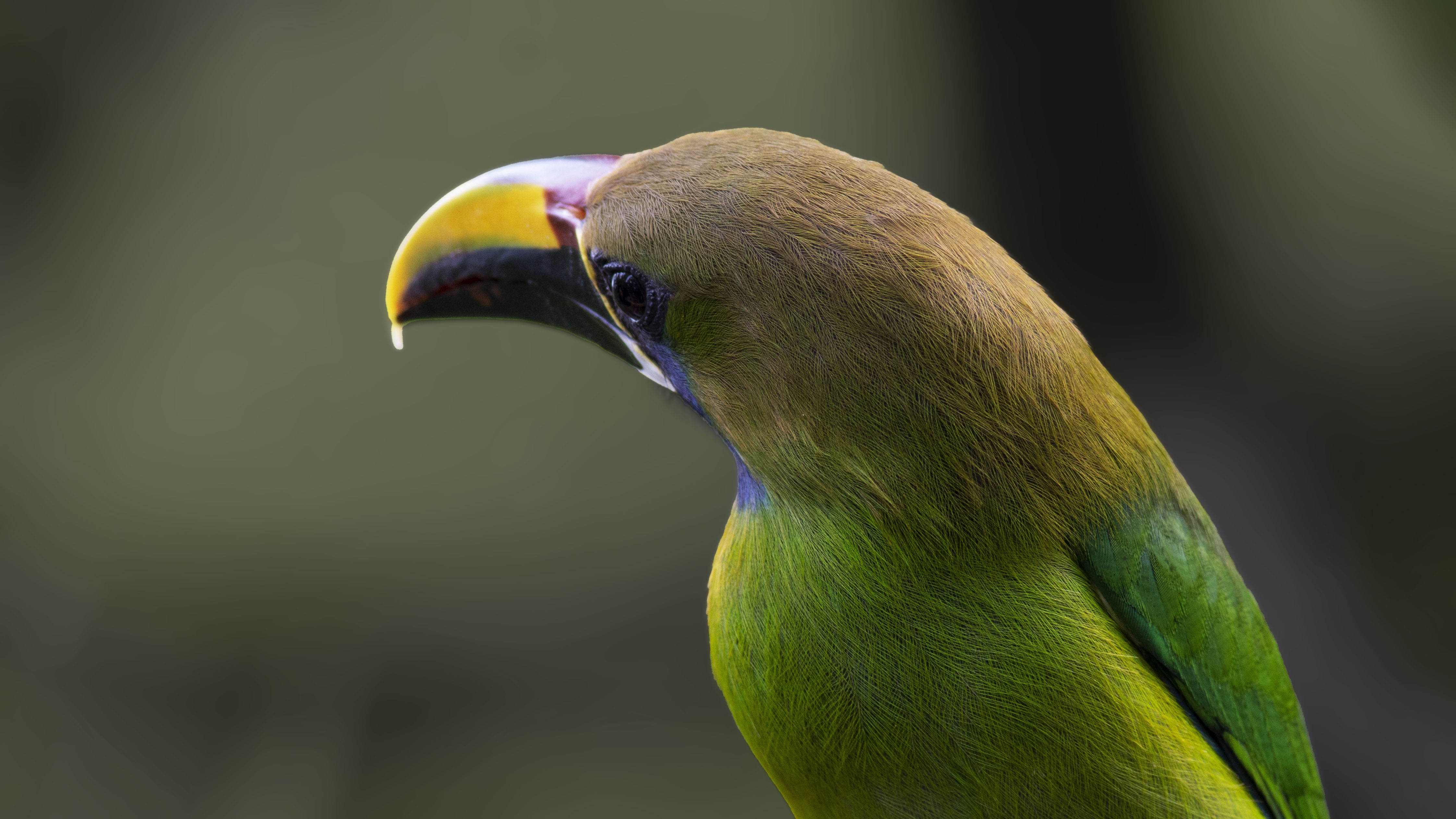 Northern Emerald-Toucanet