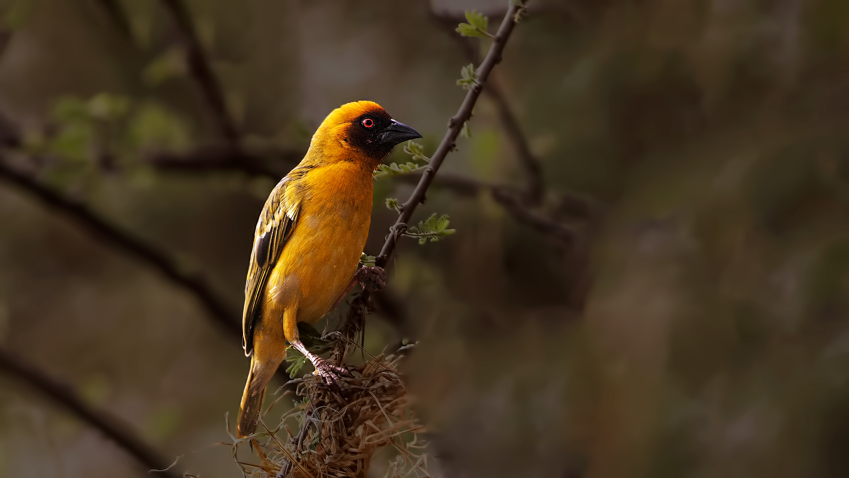 Lesser Masked-Weaver