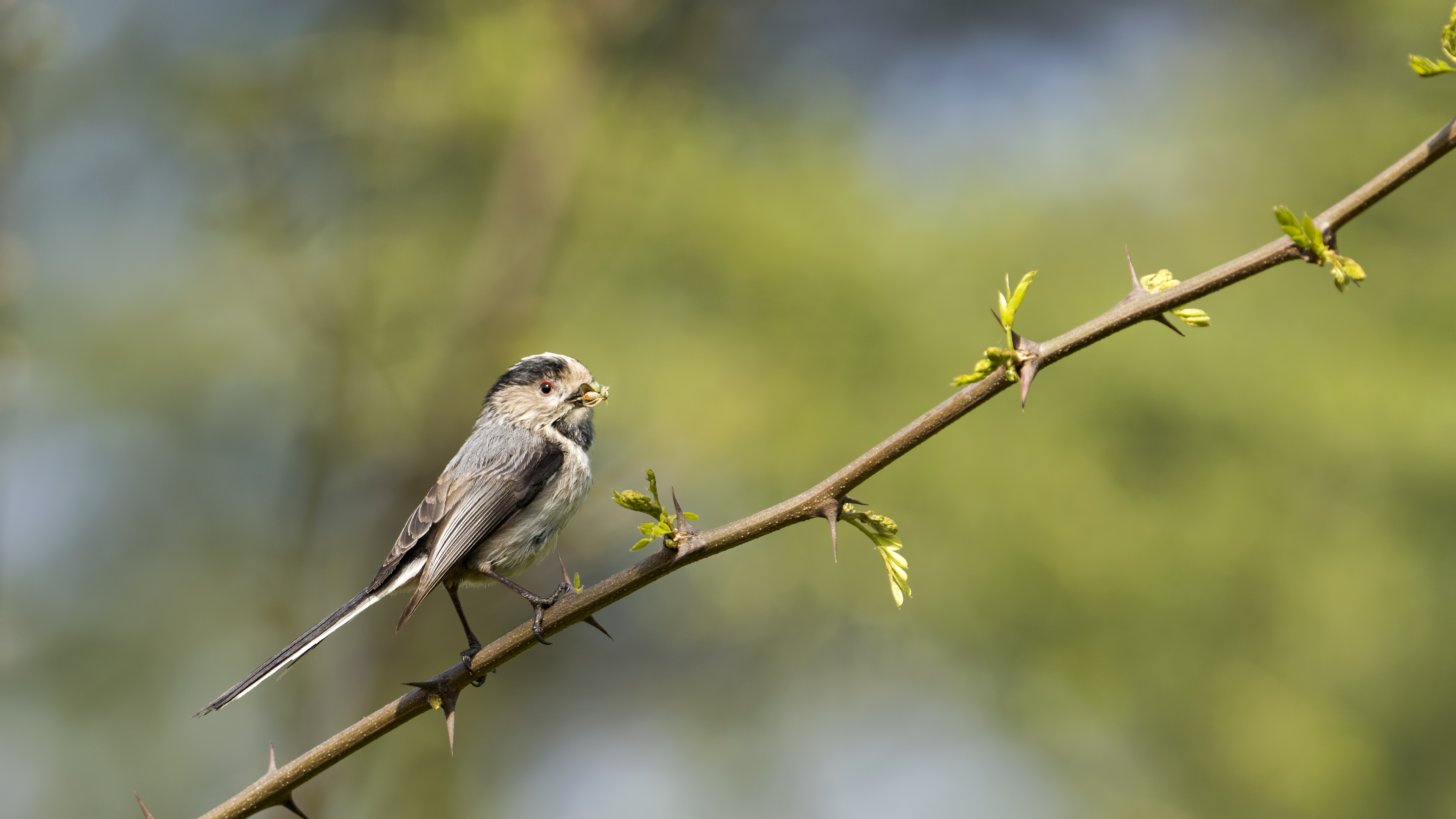 Long-tailed Tit