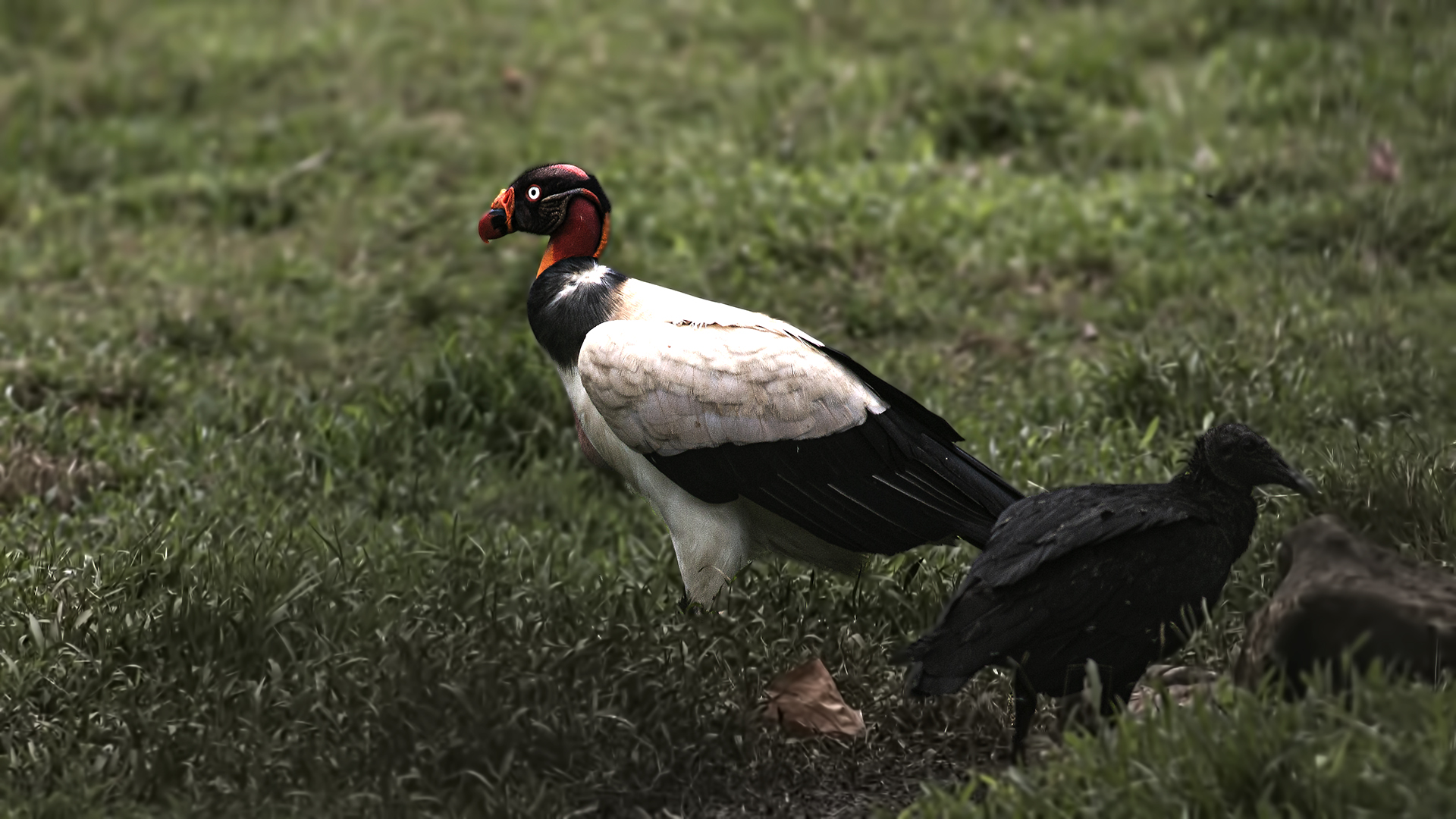 King Vulture