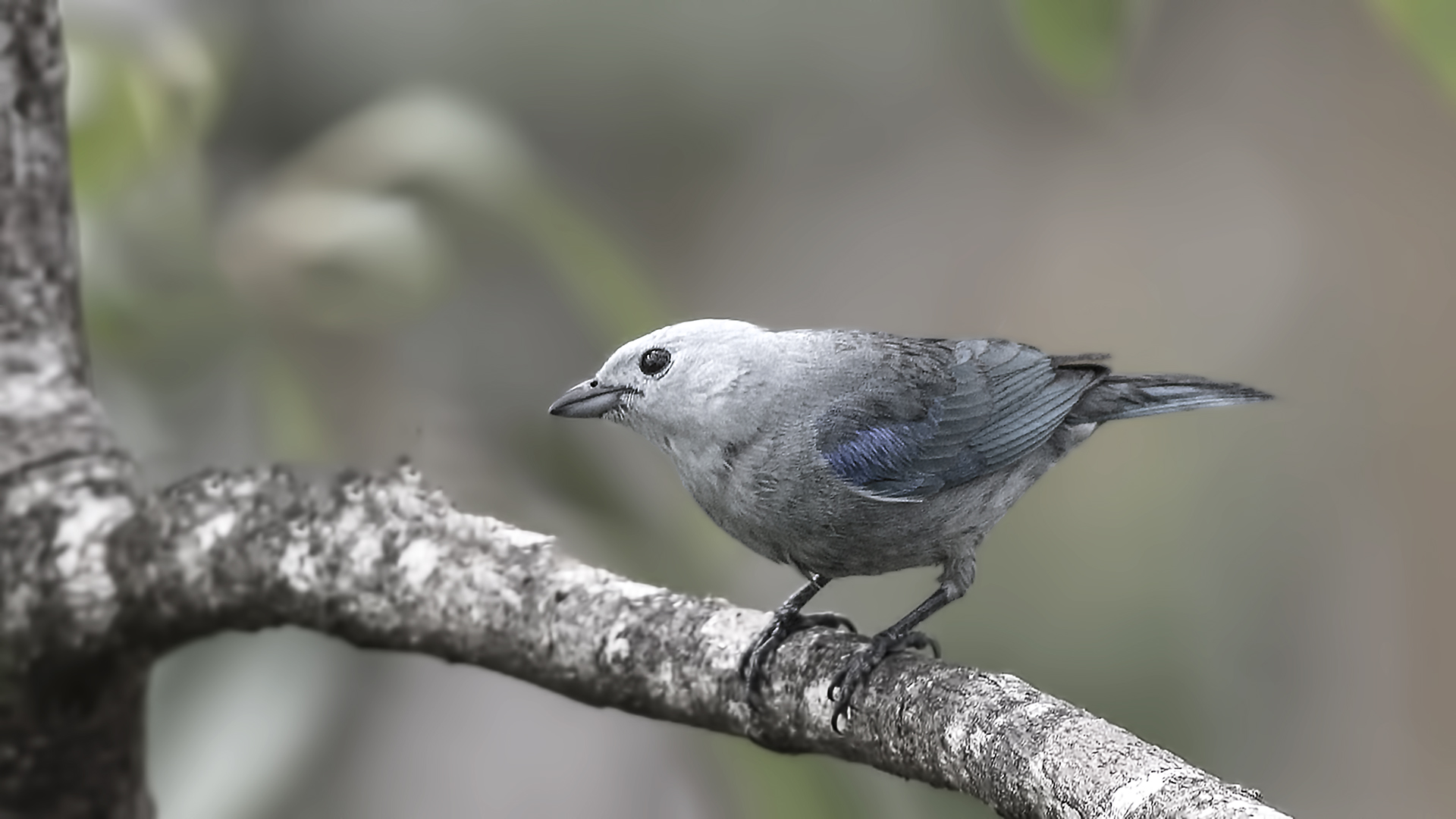 Blue-gray Tanager