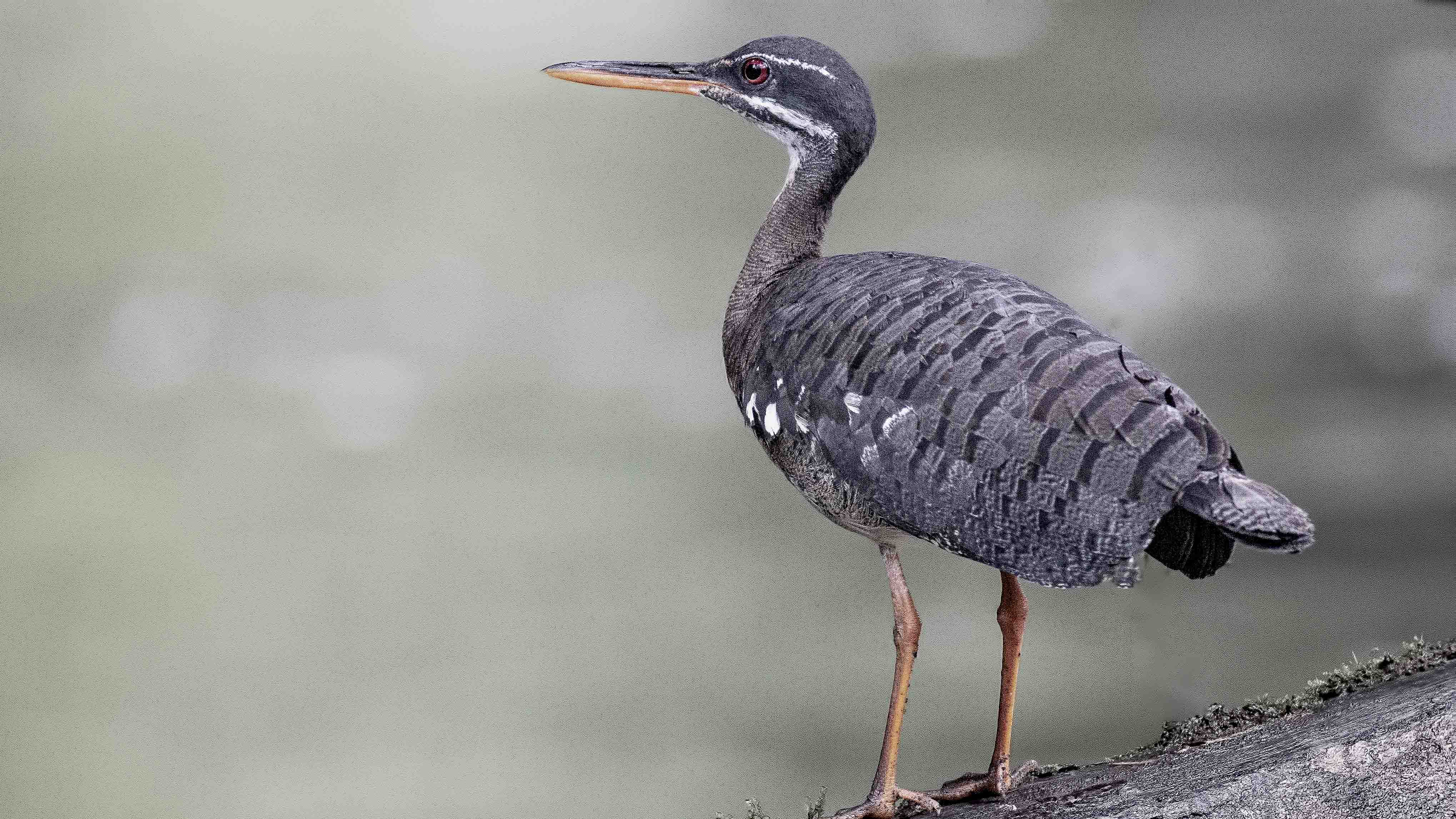 Sunbittern