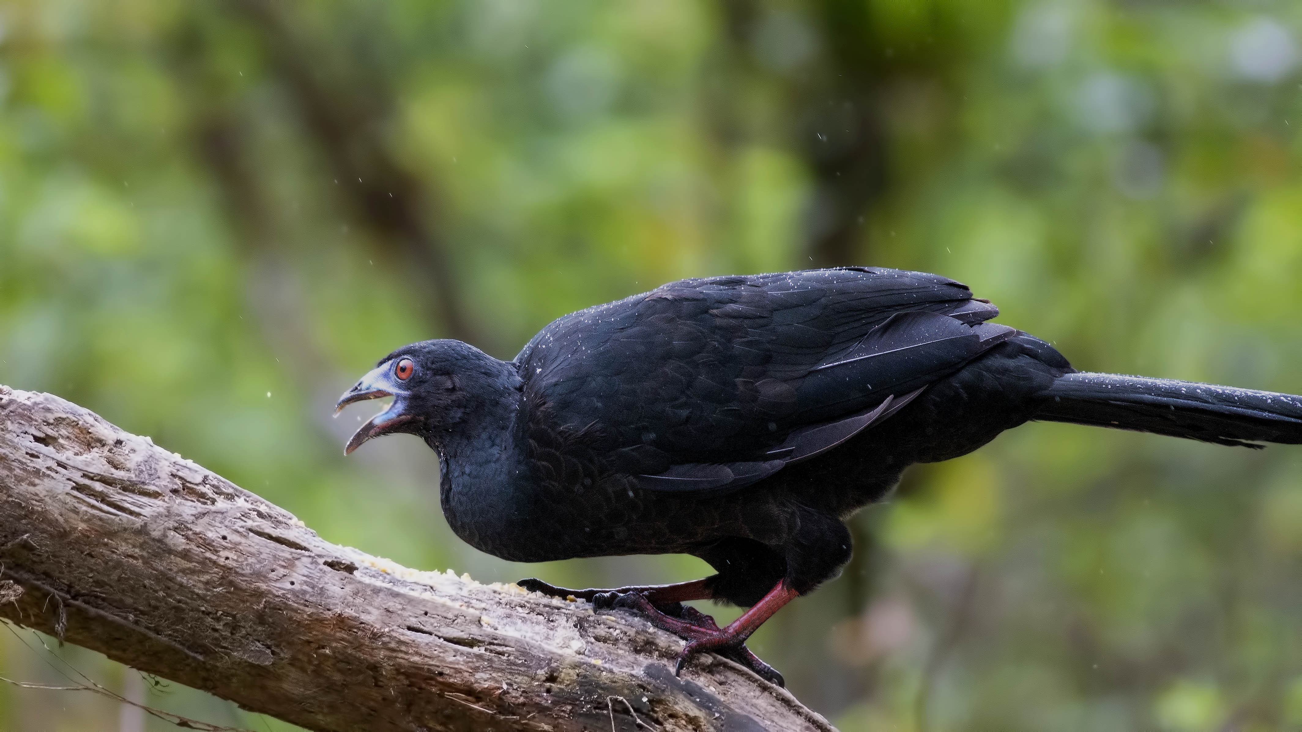 Black Guan