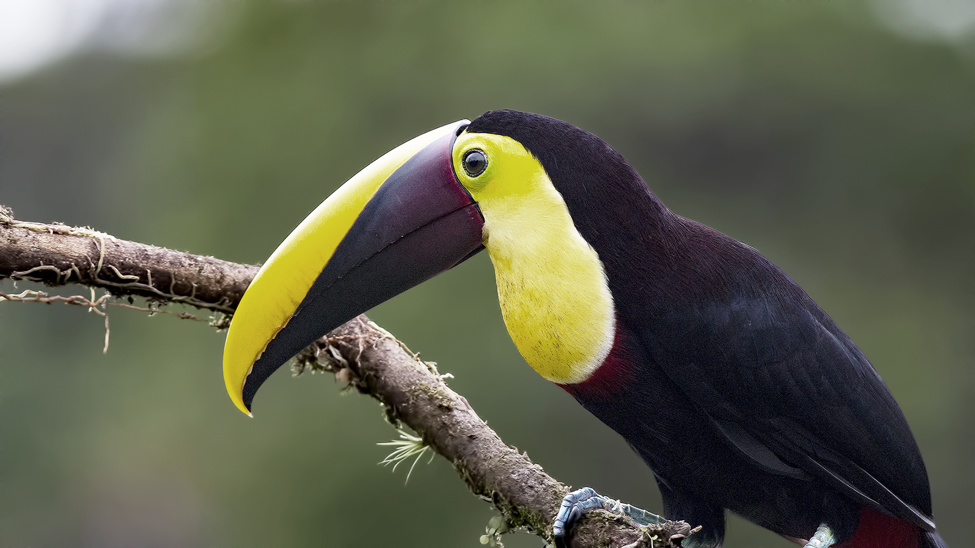 Yellow-throated Toucan