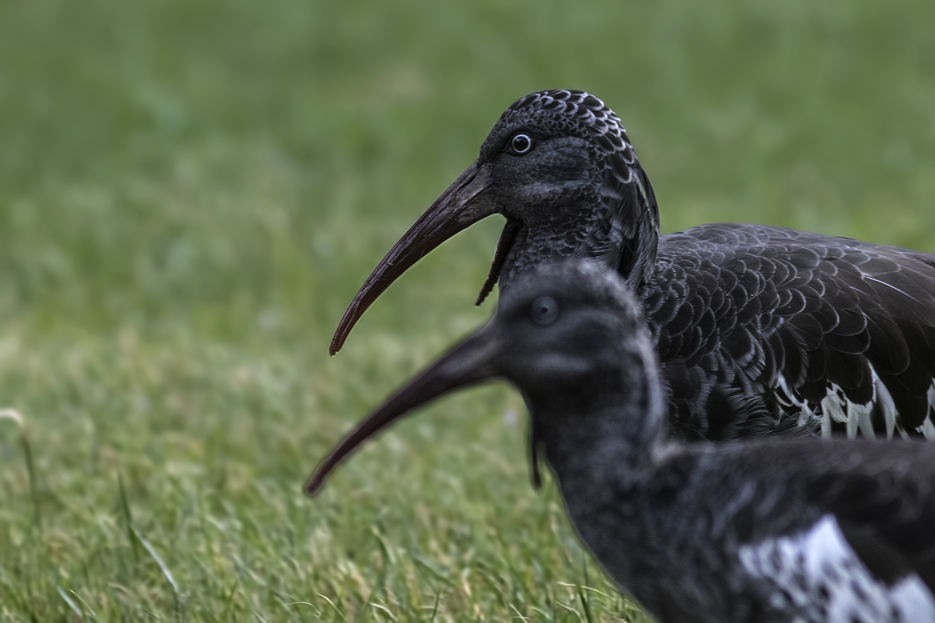 Wattled Ibis