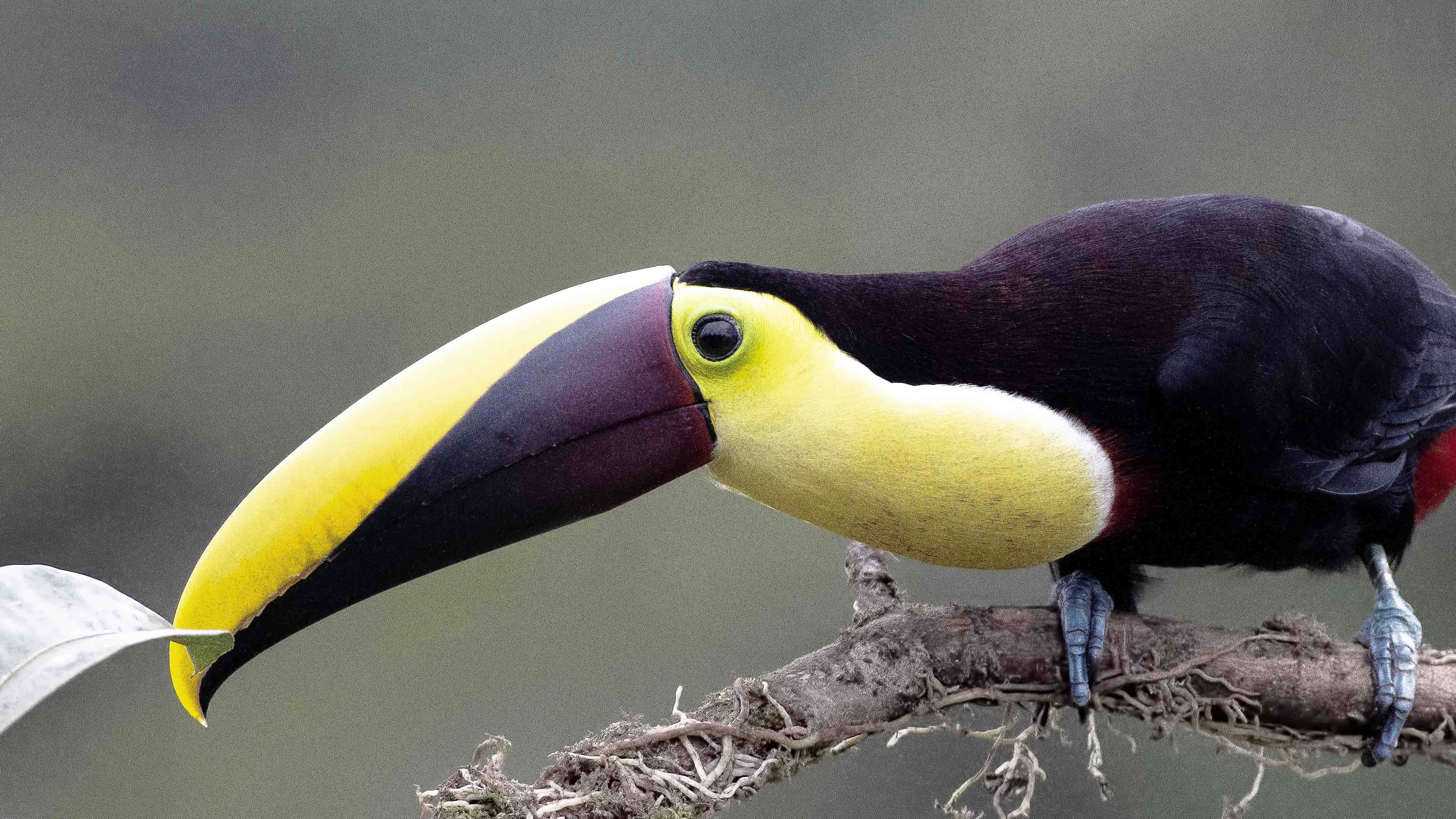 Yellow-throated Toucan