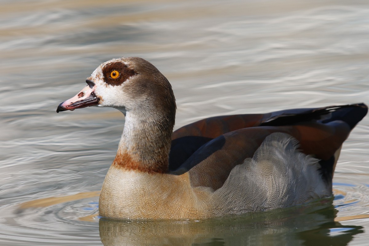 Egyptian Goose