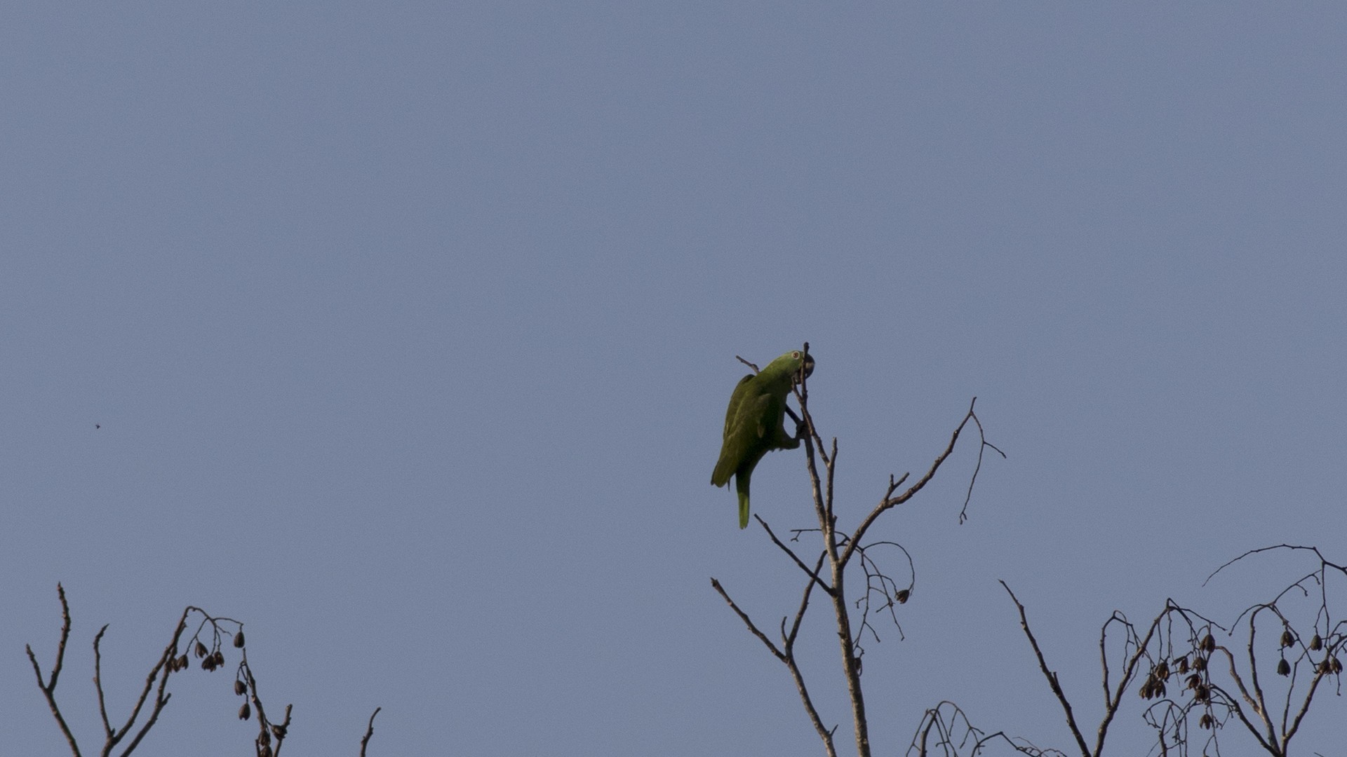 Barred Parakeet — Ana fotoğraf