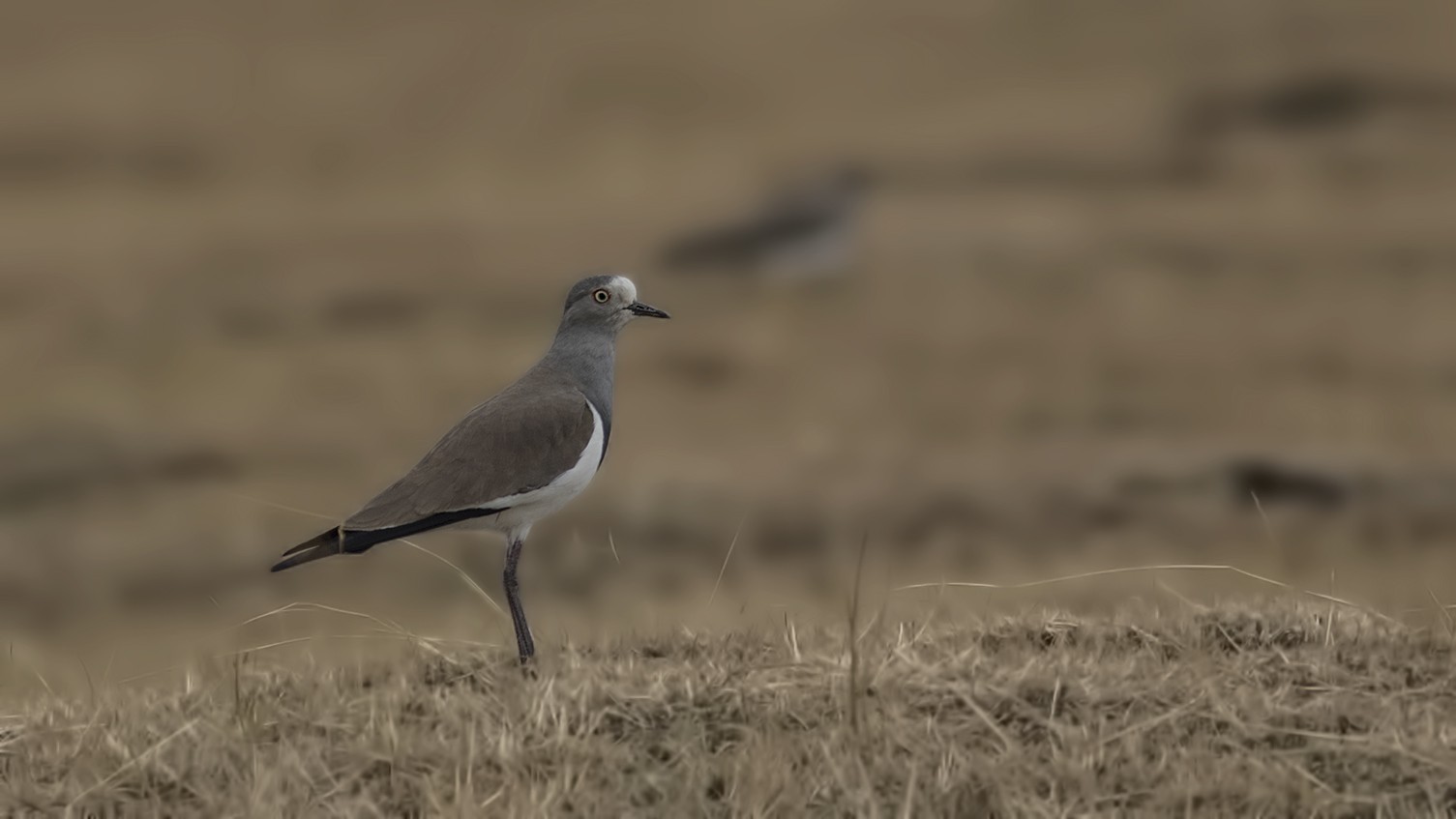Black-winged Lapwing