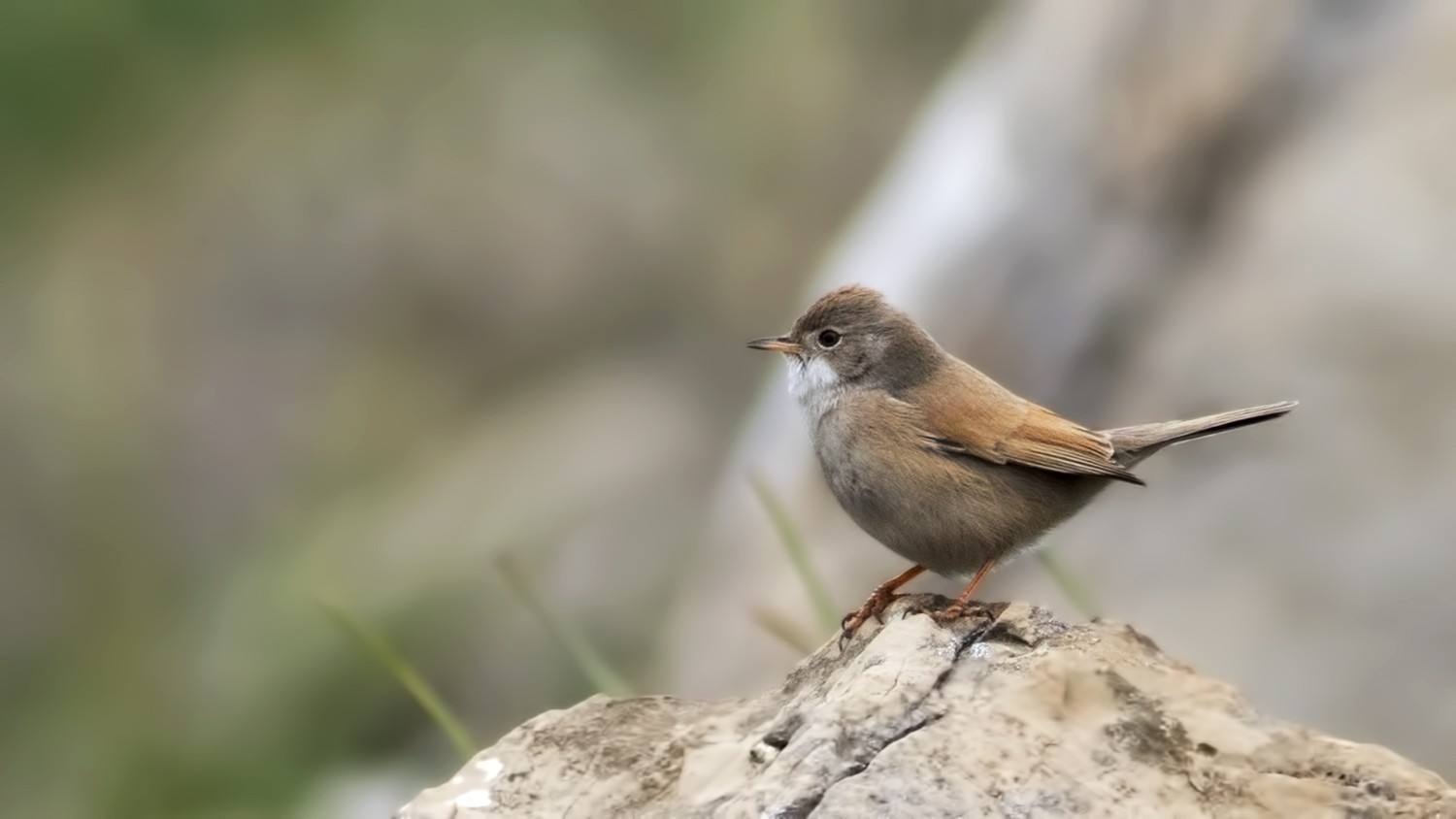 Spectacled Warbler