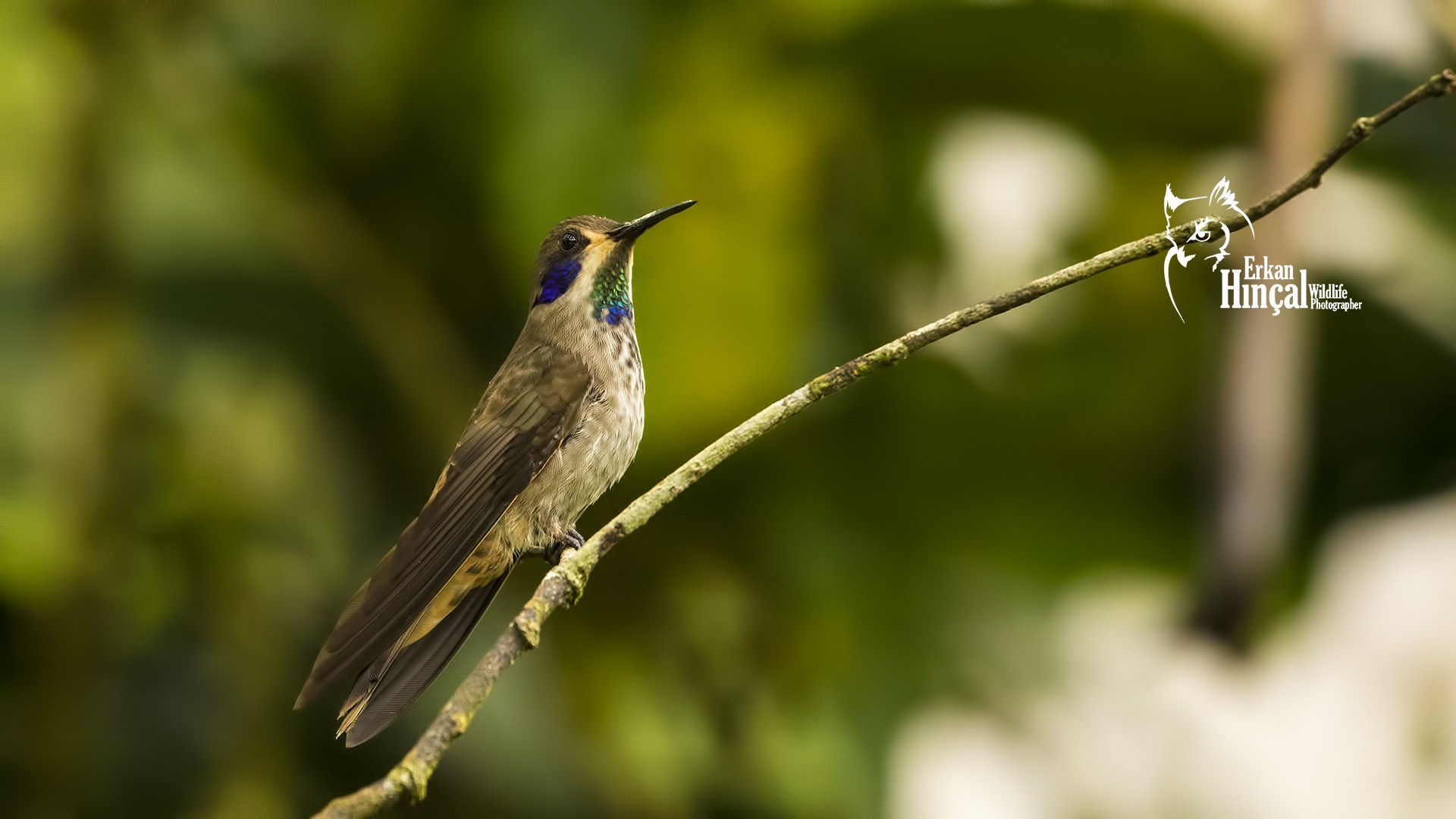 Brown Violet-ear — Ana fotoğraf