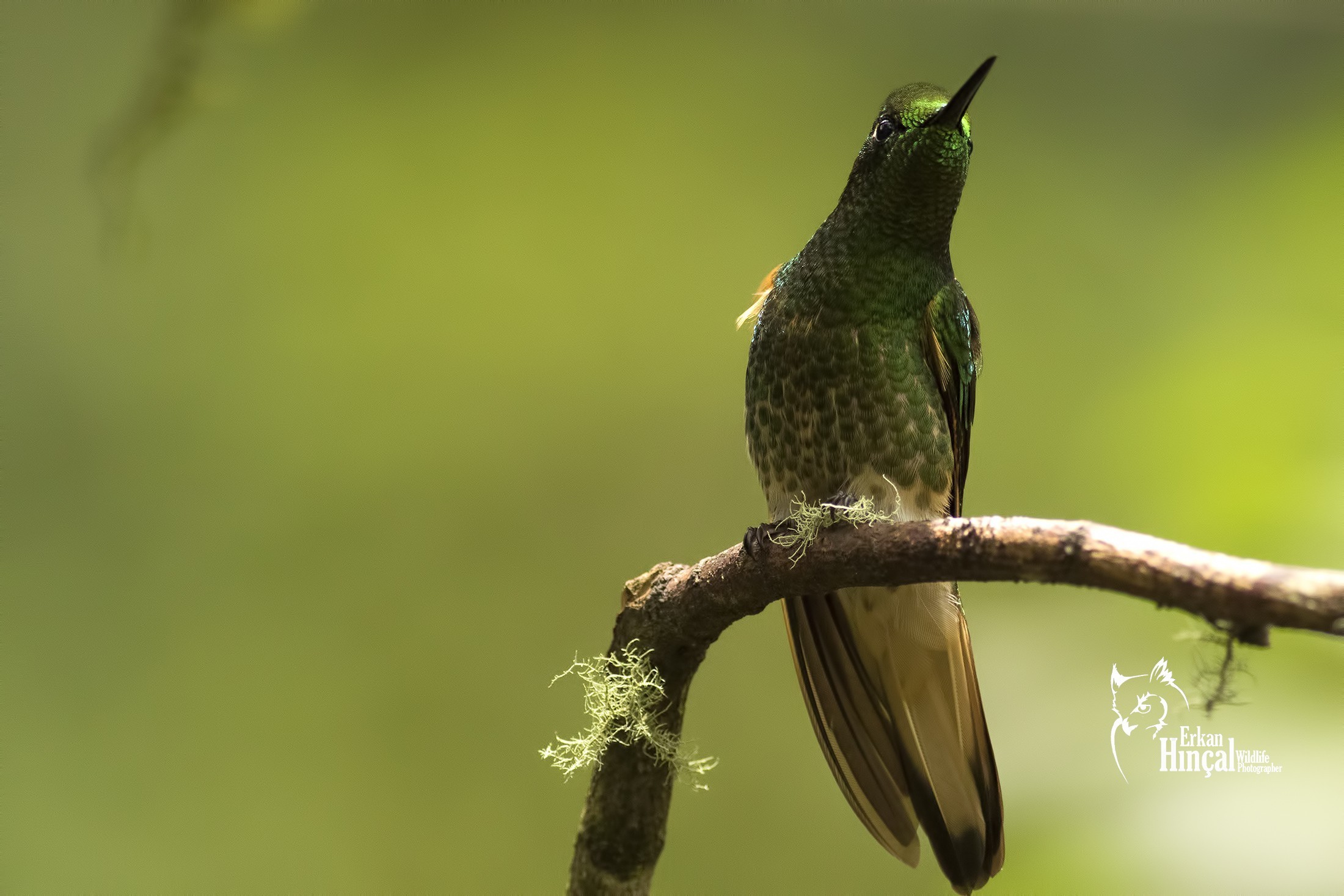 Buff-tailed Coronet