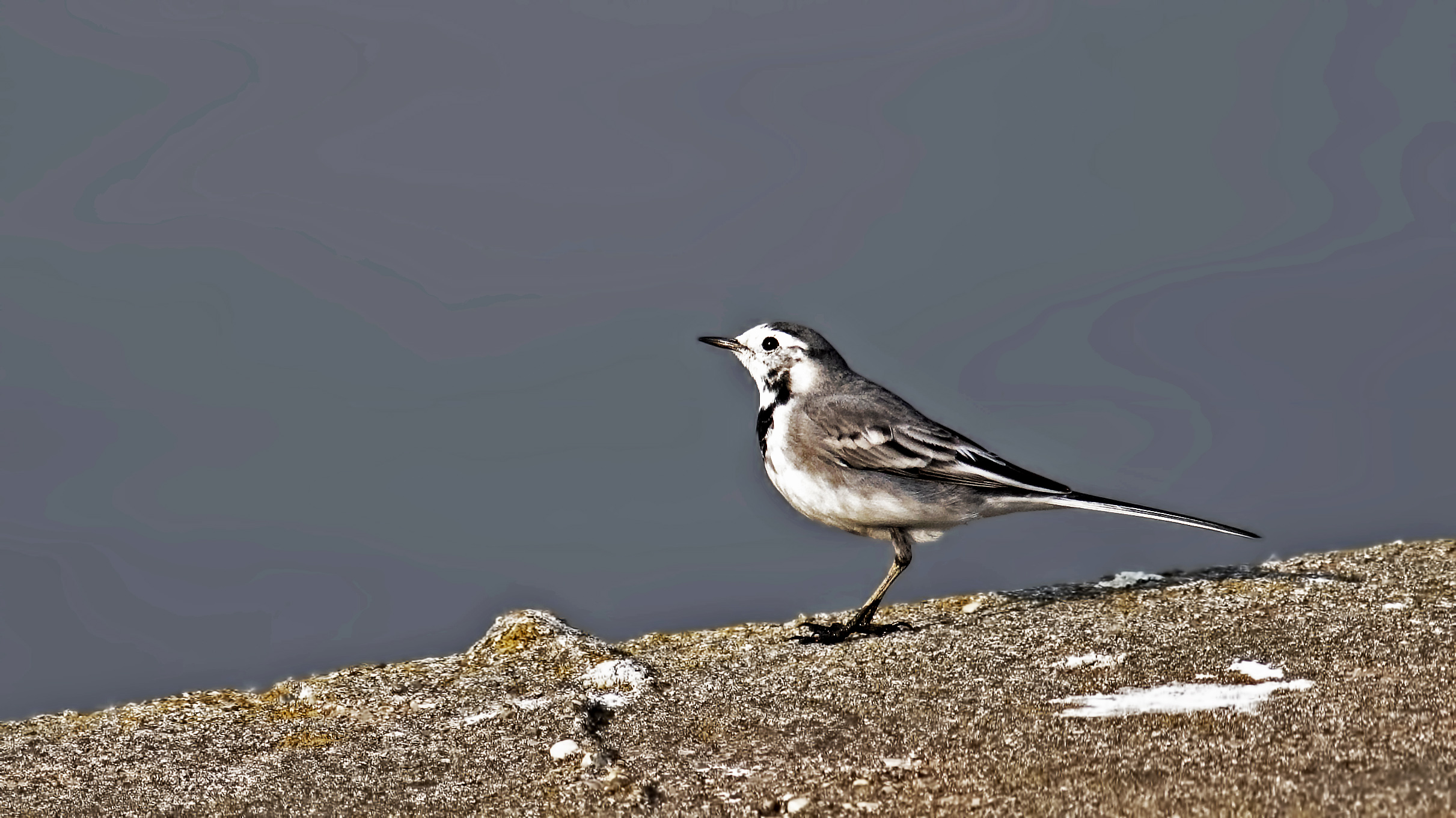 White Wagtail — Ana fotoğraf